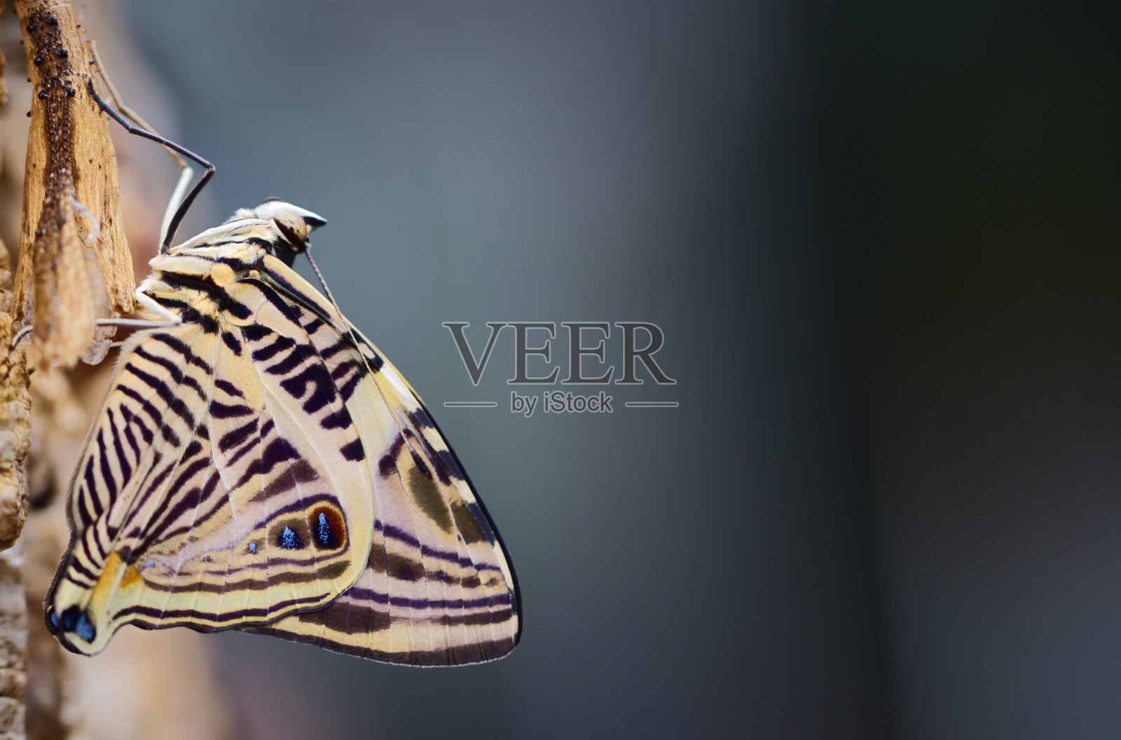 一只热带蝴蝶，美丽的小蝴蝶，坐在树皮上，以蓝灰色的背景为背景，有足够的文字空间照片摄影图片