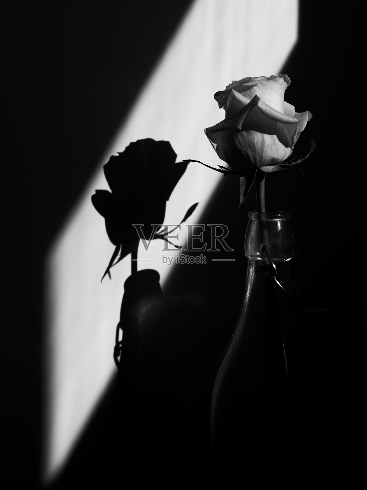 黑与白美丽的花玫瑰白色剪影阴影照片摄影图片
