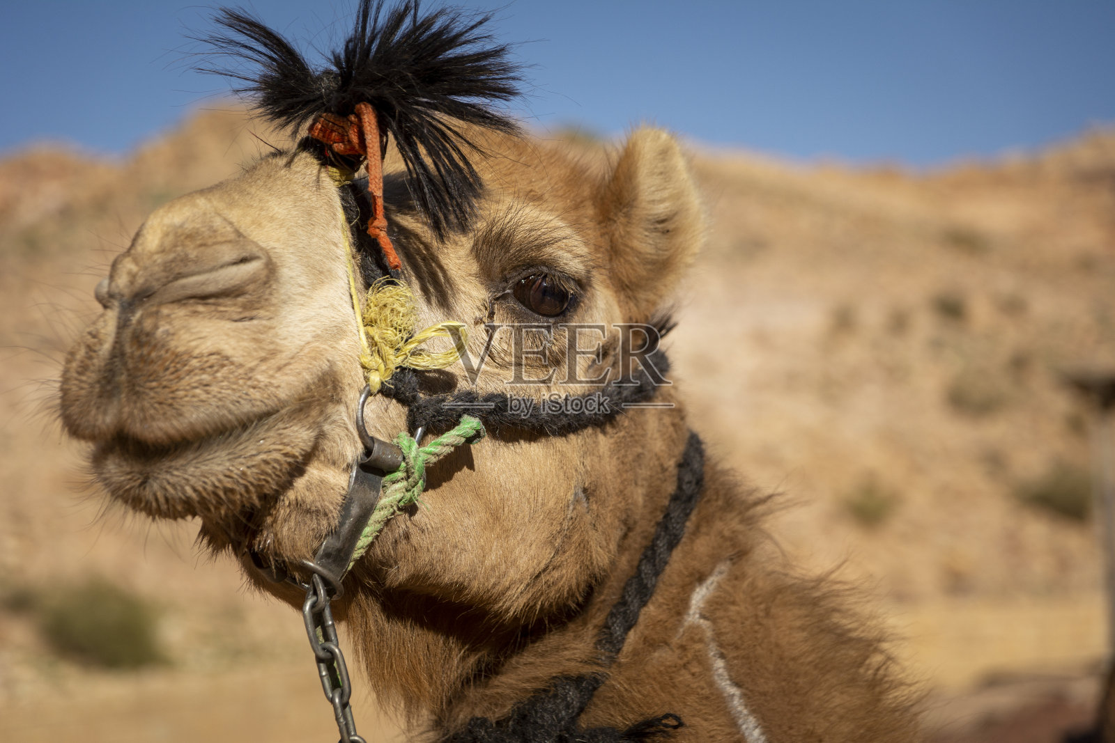 骆驼头的特写和细节与骑绳，沙漠小山的背景照片摄影图片