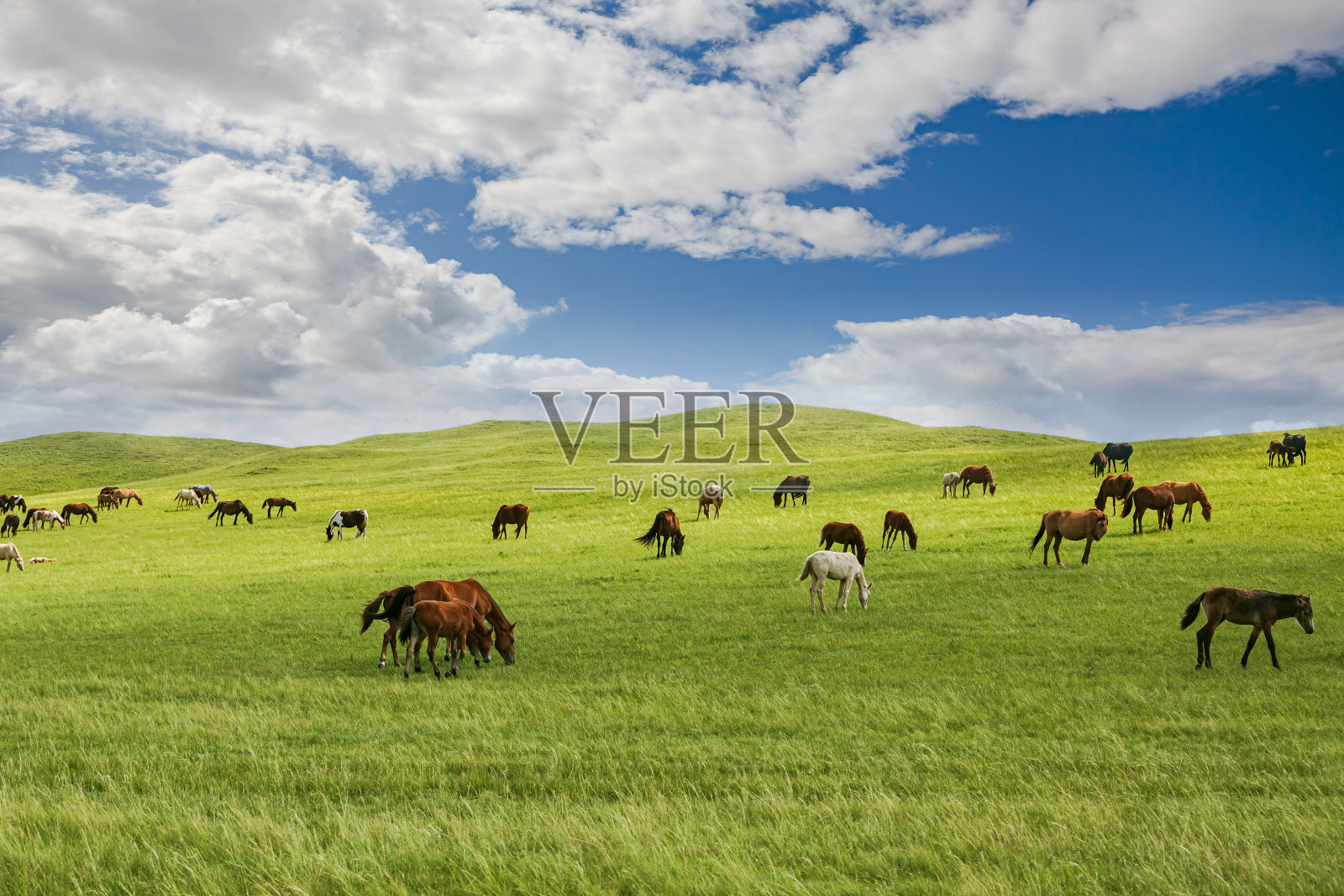 草原和草原上的马照片摄影图片