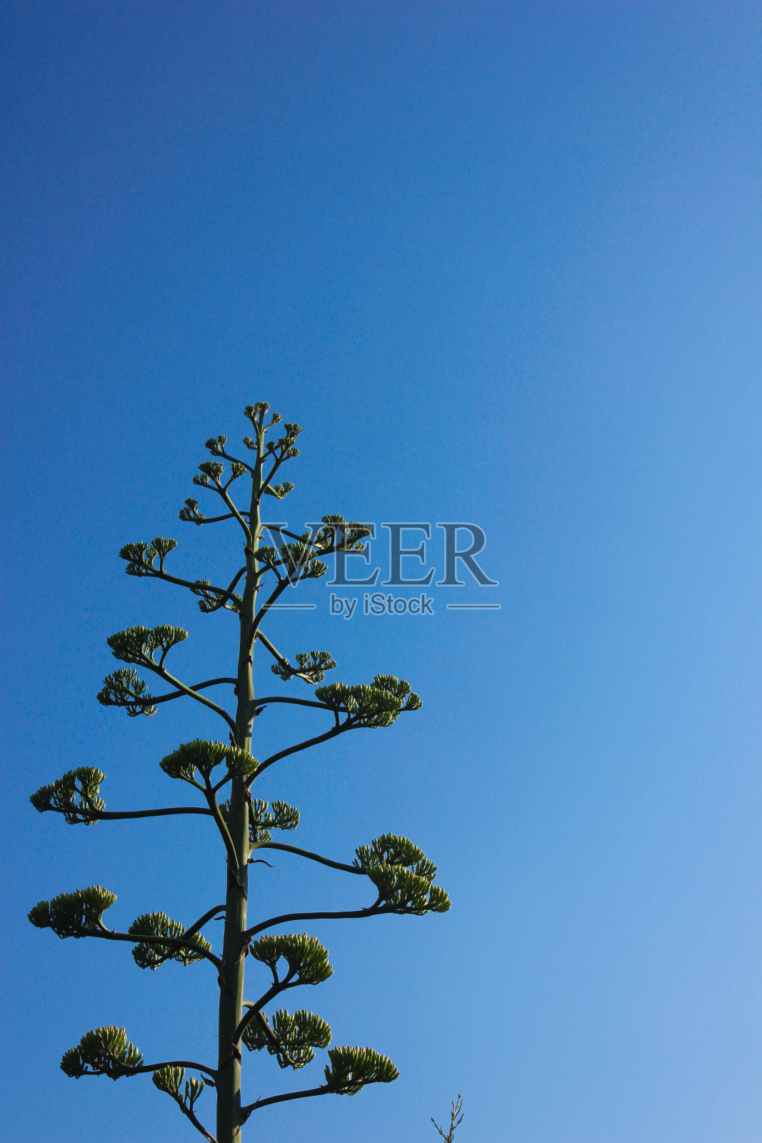 一棵树和蓝天。照片摄影图片