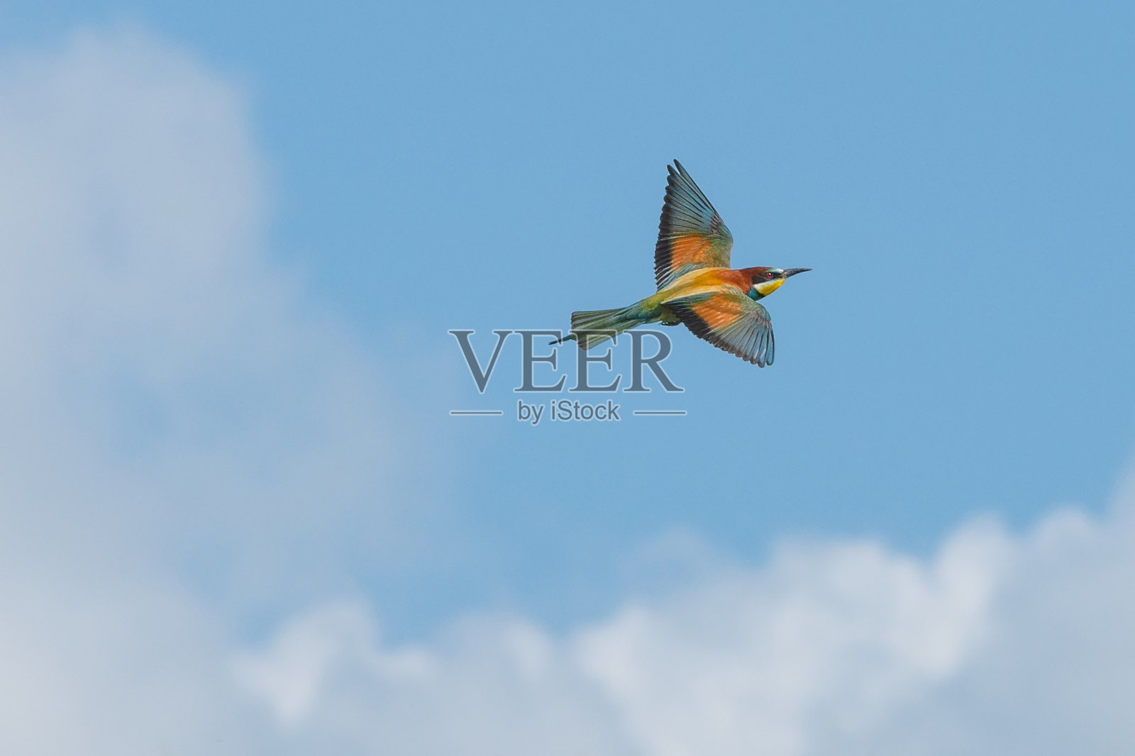 欧洲食蜂鸟，在蓝天上美丽的颜色的鸟，飞蛾，多布罗奇亚照片摄影图片