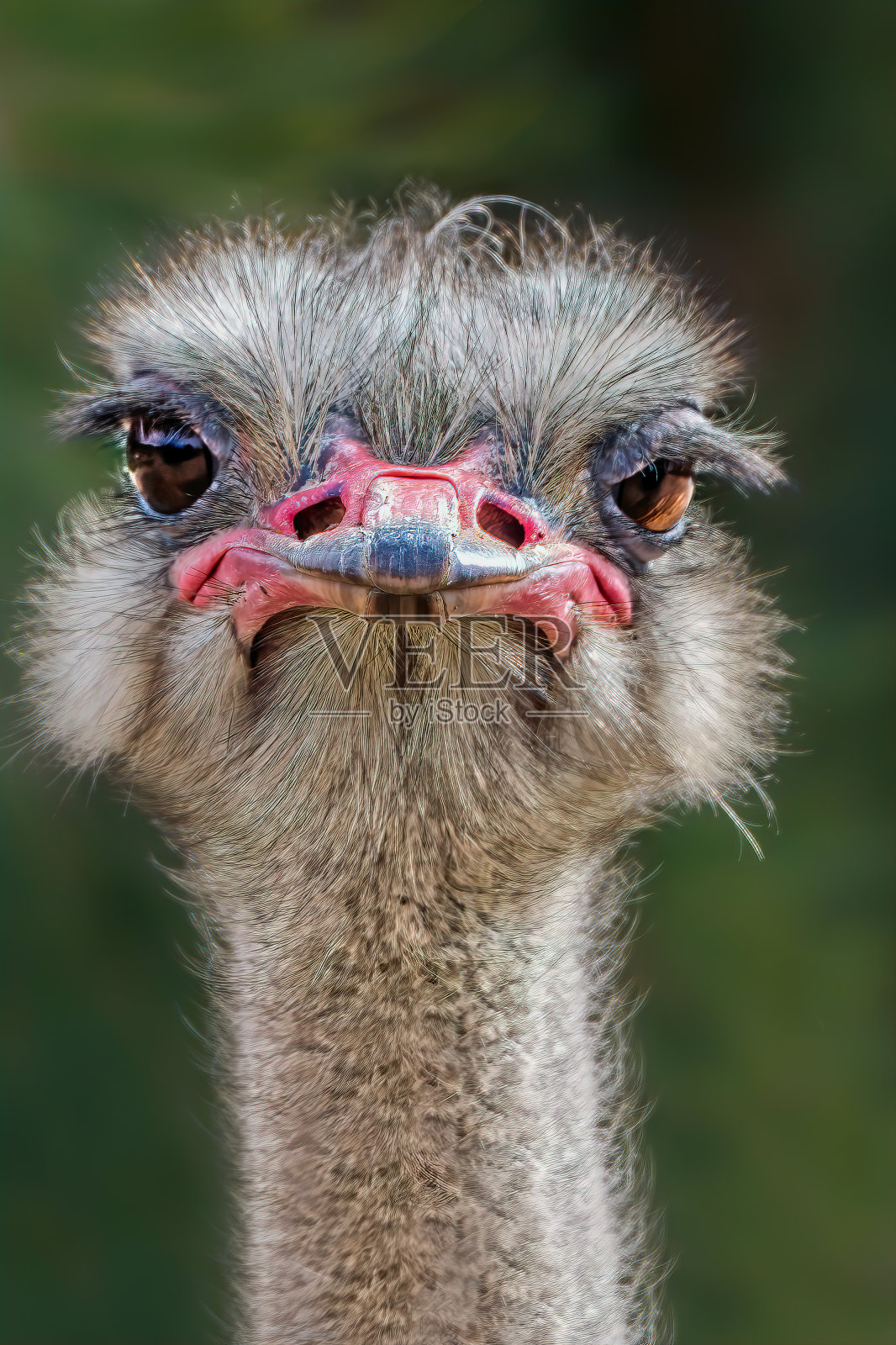 鸵鸟(Struthio camelus)照片摄影图片