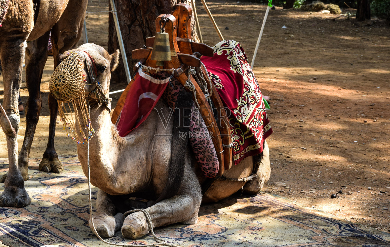 骆驼古老的动物照片摄影图片