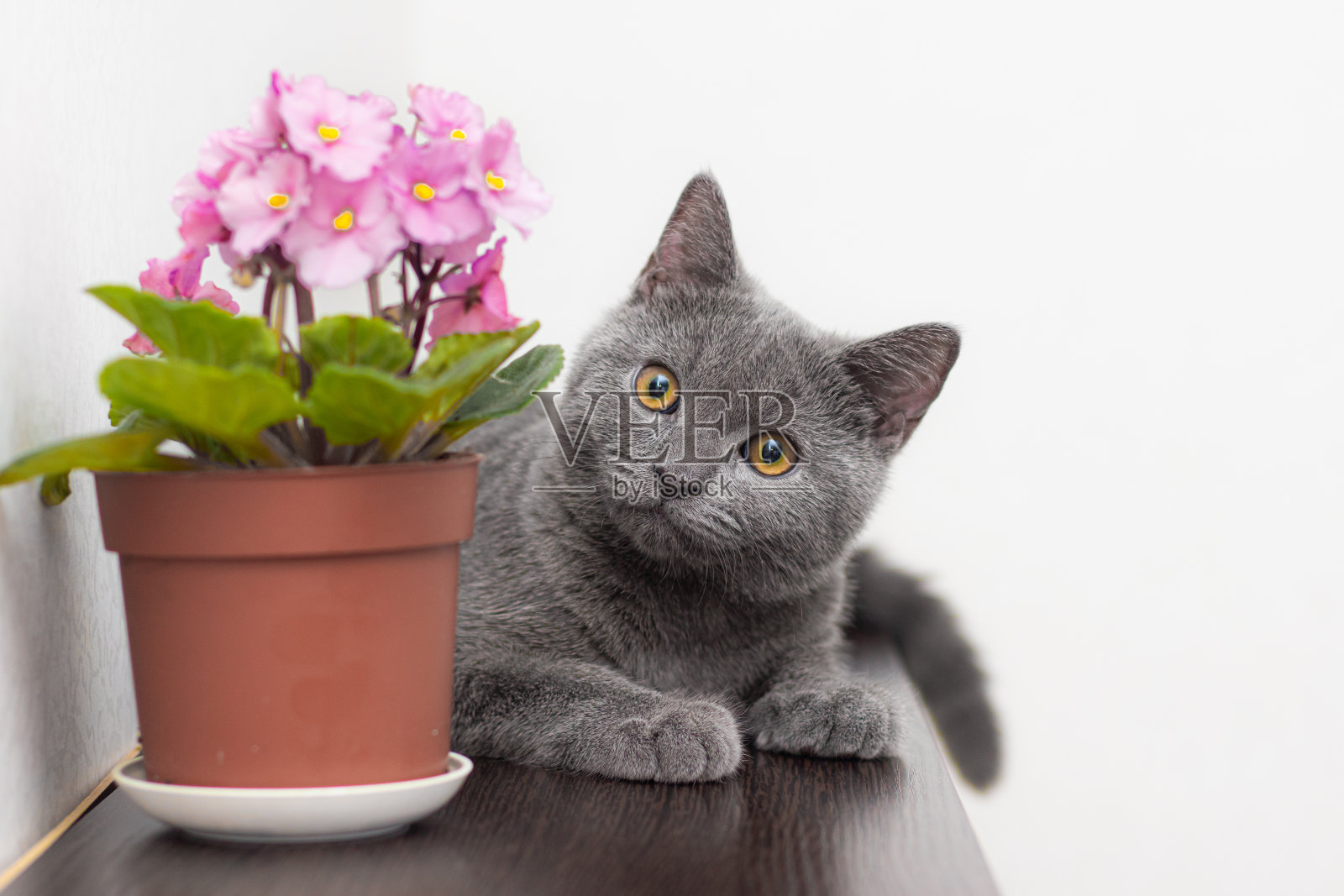 猫和家里的花在花盆里。关于动物和家花的文章。家花对猫的危害。灰色英国猫照片摄影图片