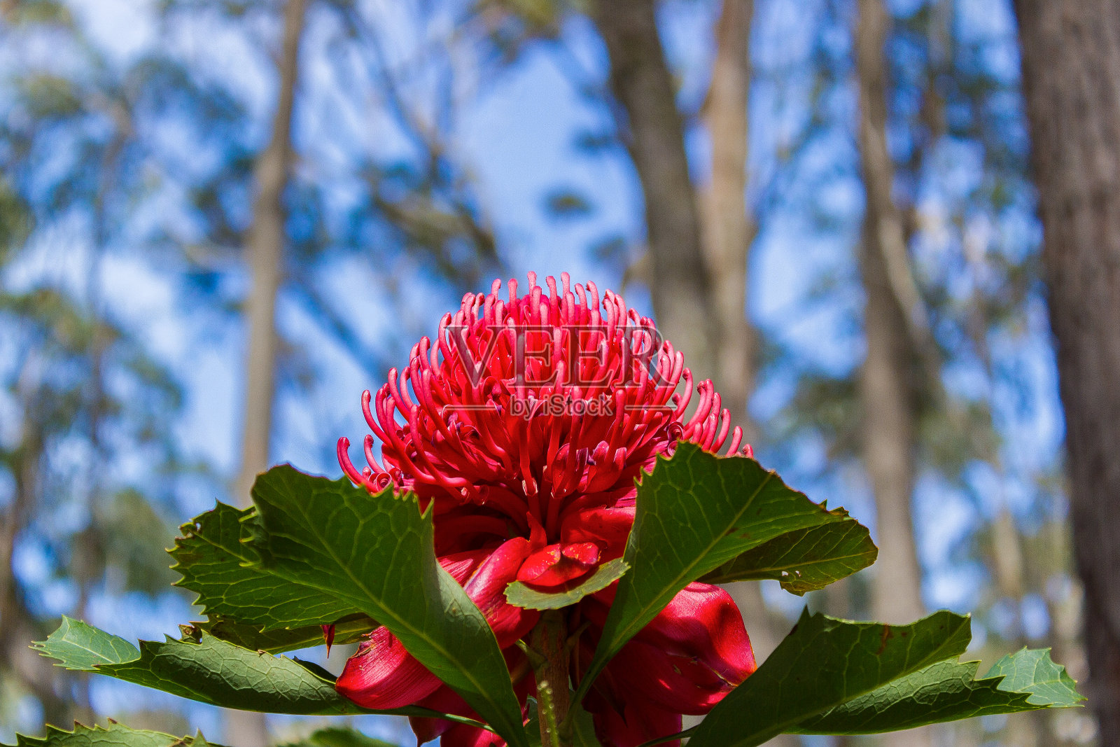 澳大利亚Camewarra山的五彩秋花照片摄影图片