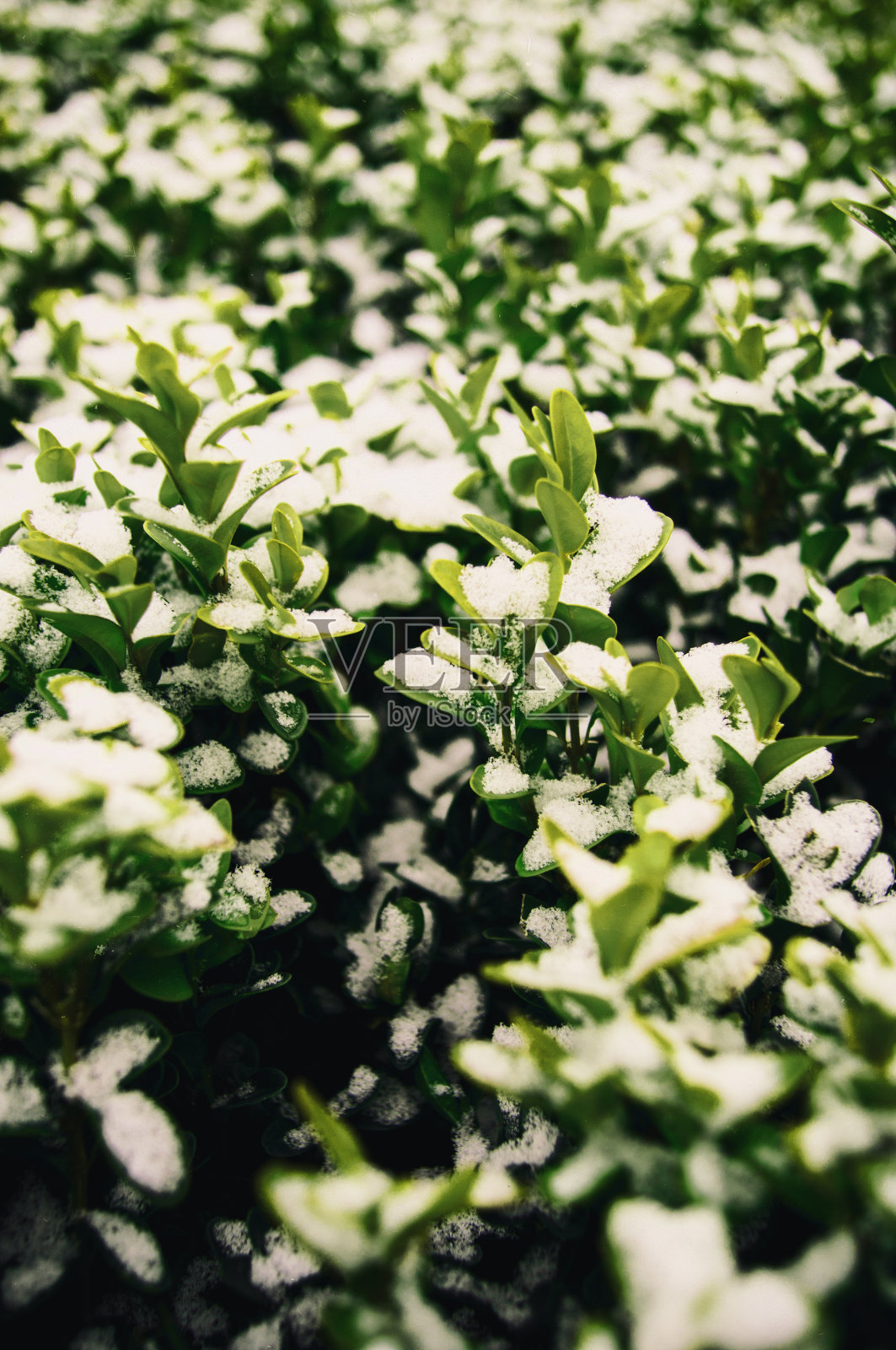 初雪中美丽的绿色灌木照片摄影图片