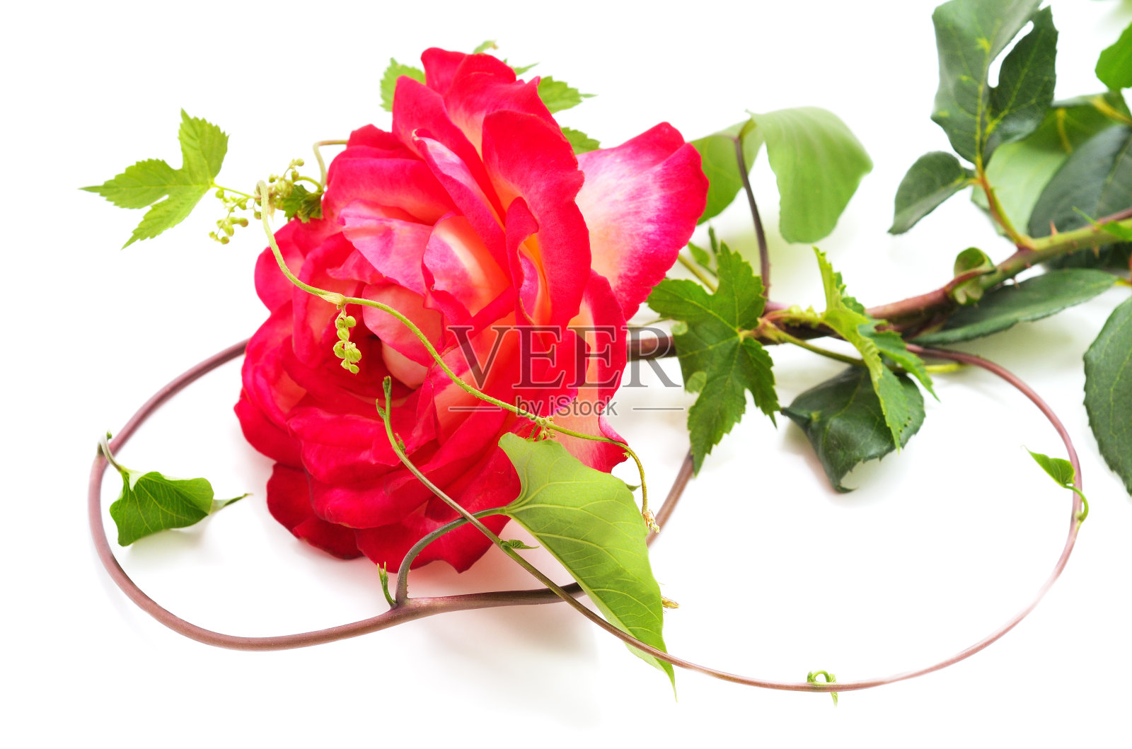 美丽的红花。照片摄影图片