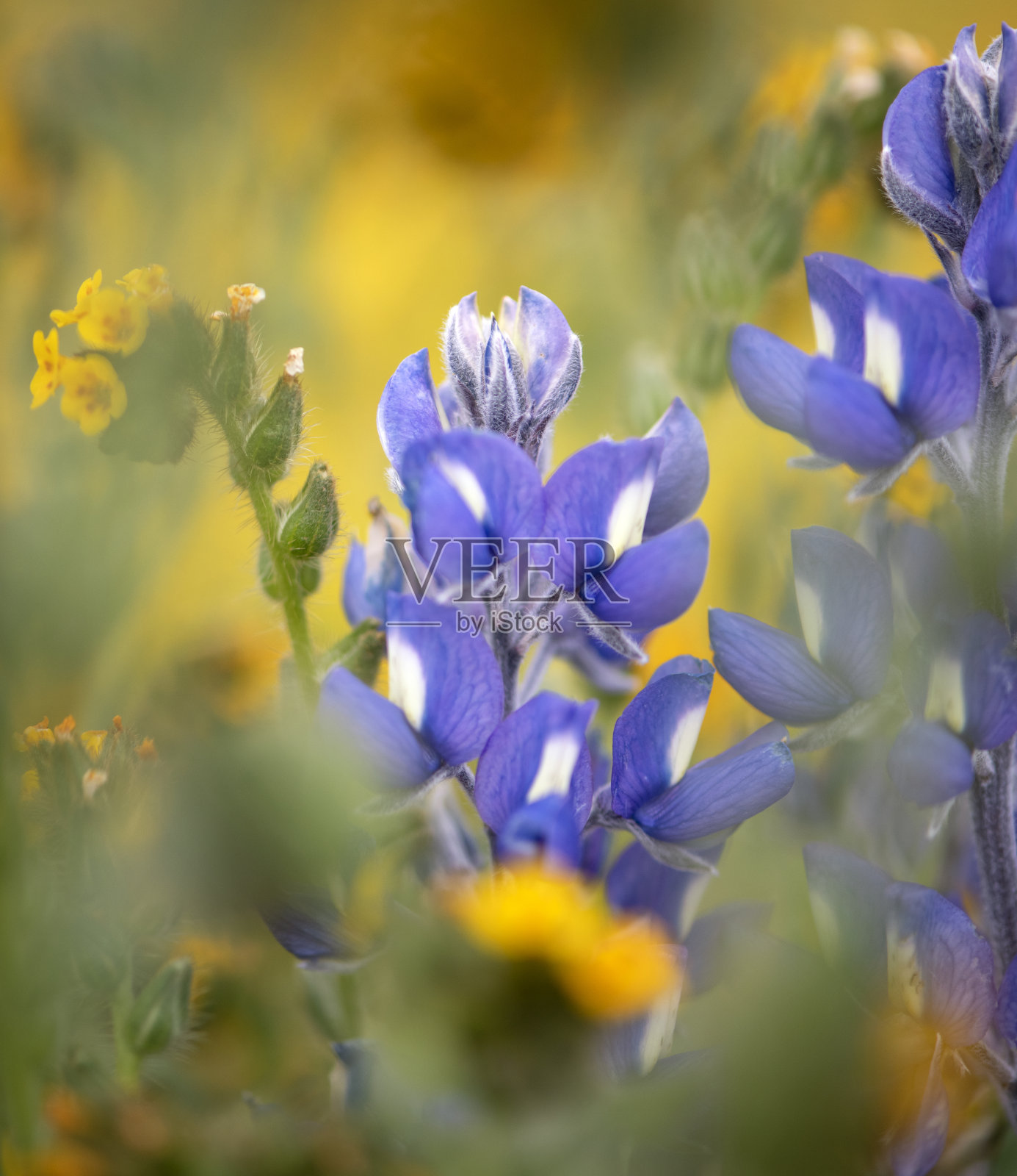 在南加州春天的一片黄色野花地里，羽扇豆花照片摄影图片