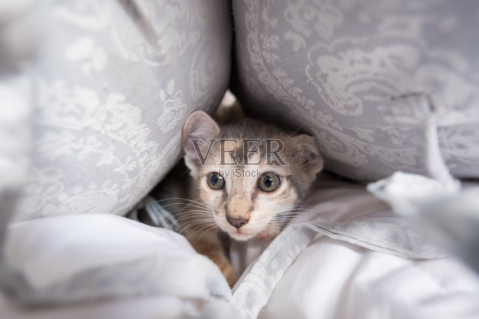 受惊的小猫躲在垫子里照片摄影图片