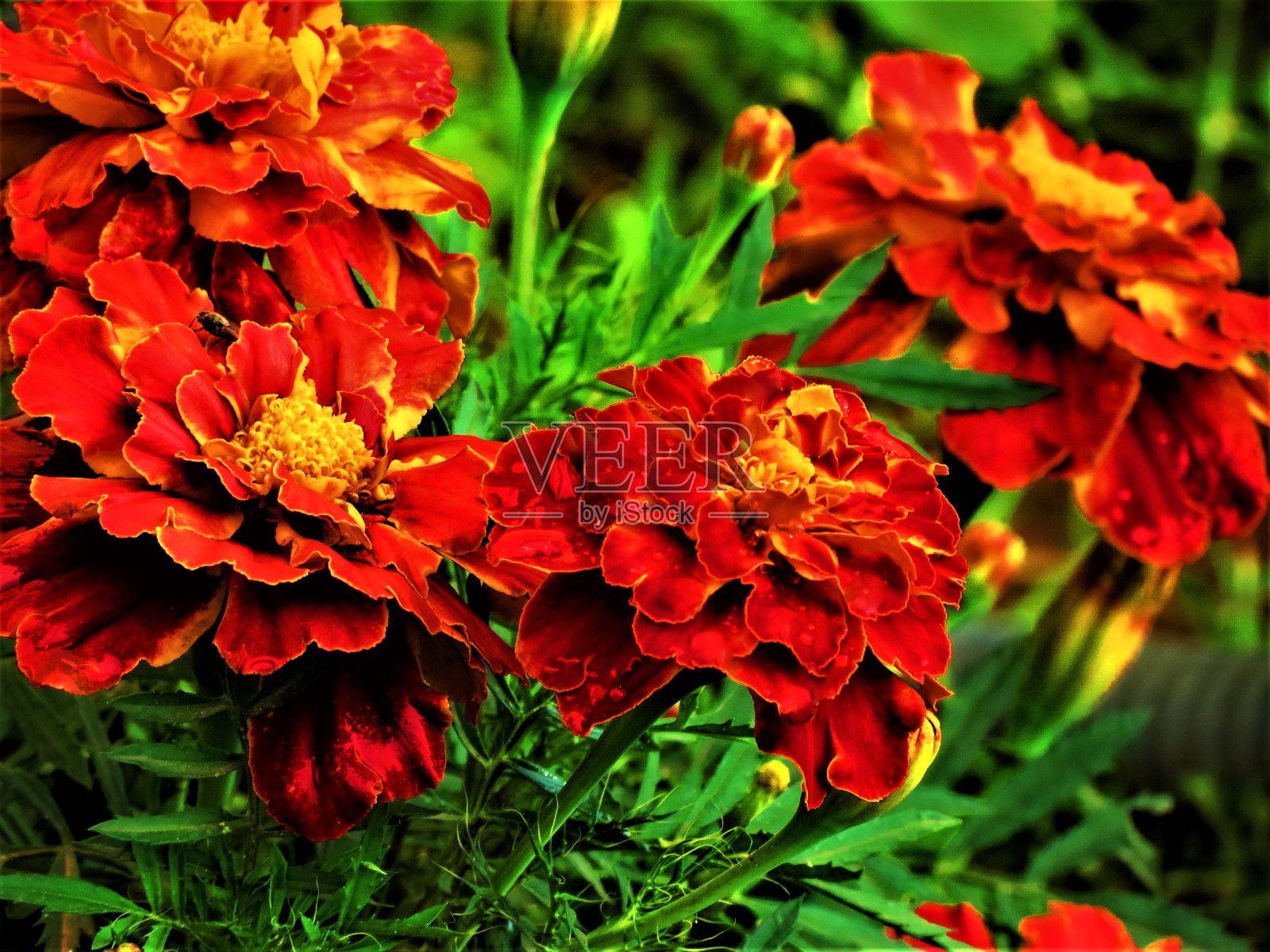 万寿菊，红色的金盏花。照片摄影图片
