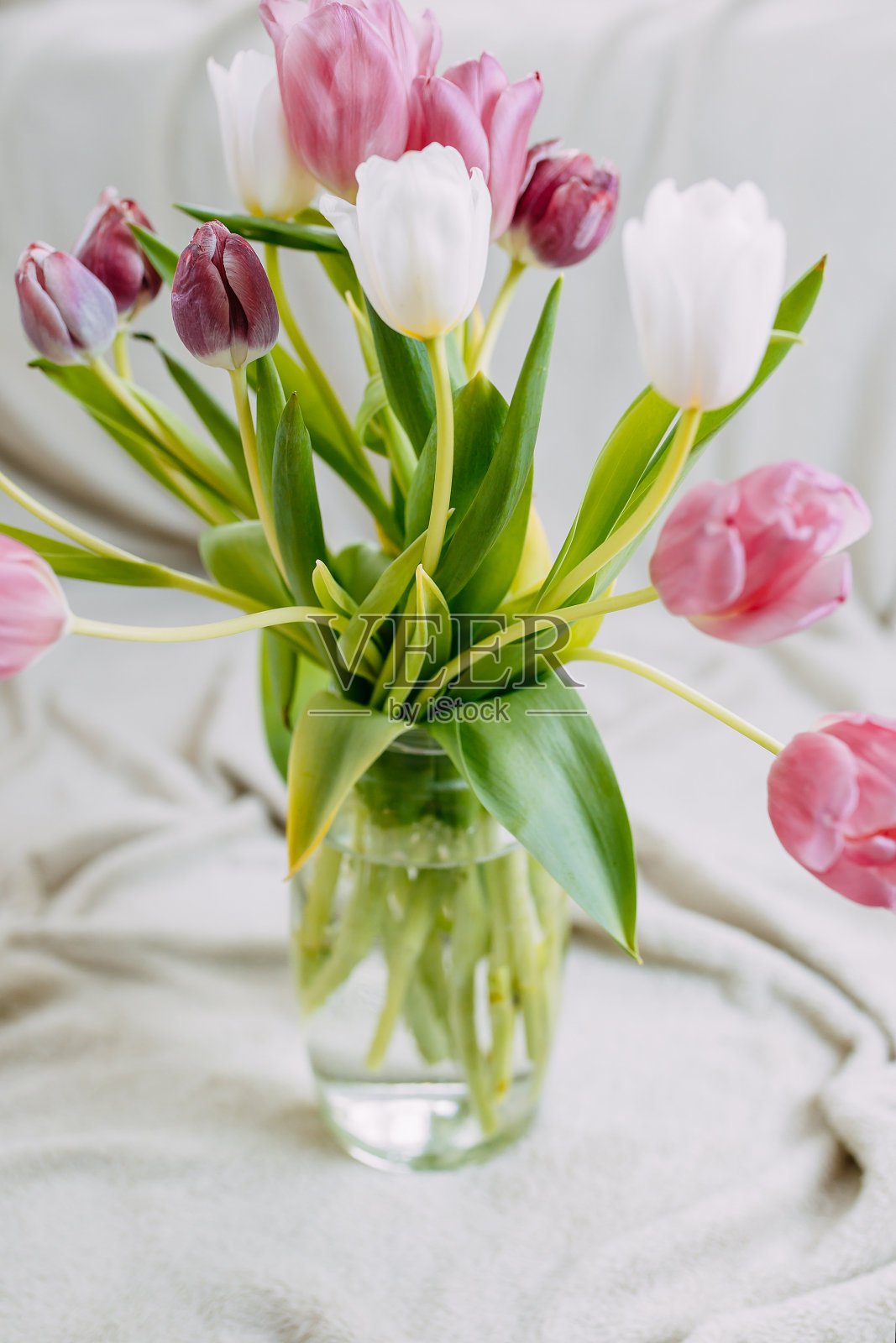 春天的花，玻璃花瓶里的一束郁金香。白色和粉红色的郁金香在米色格子上。照片摄影图片