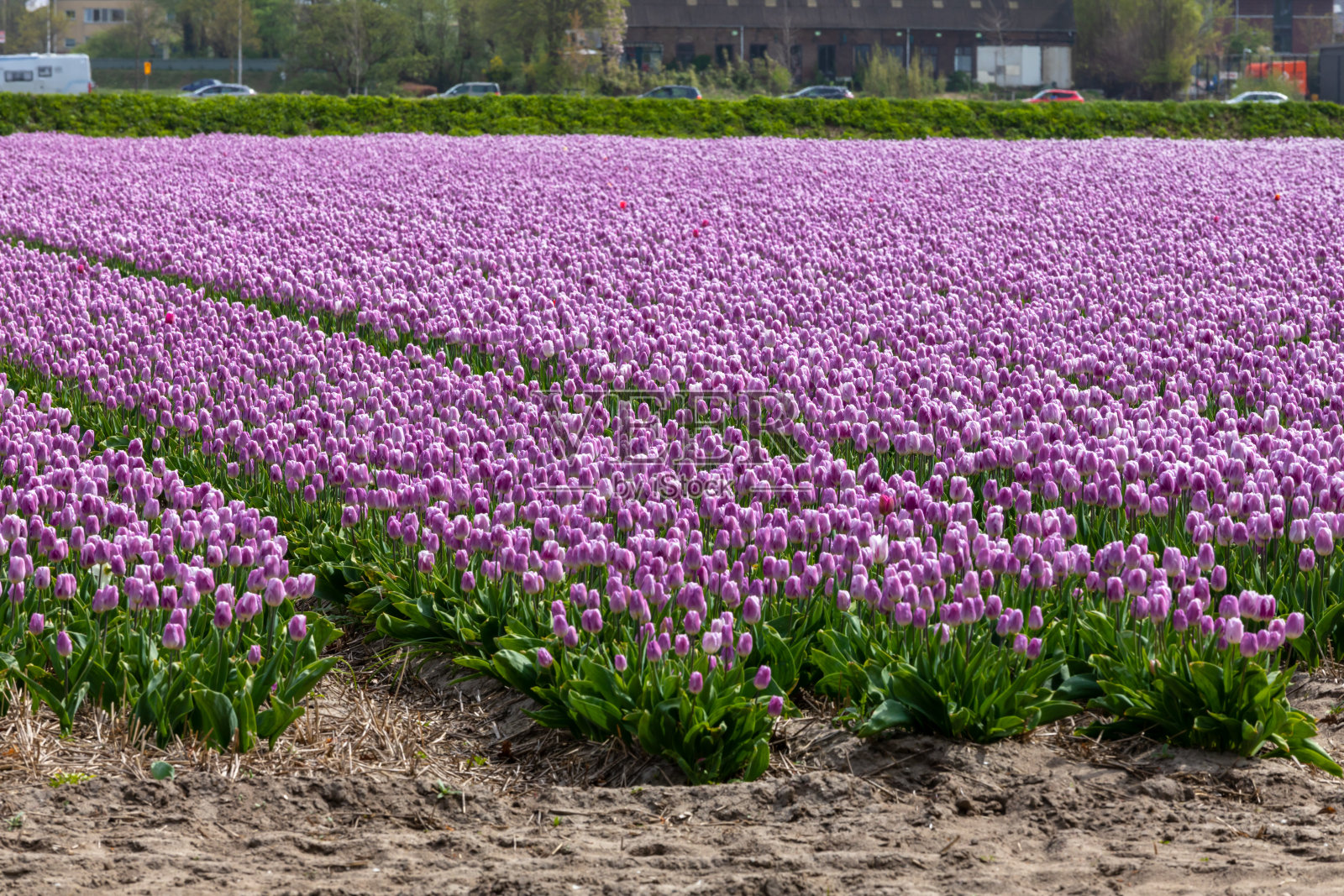 荷兰的郁金香花田。照片摄影图片