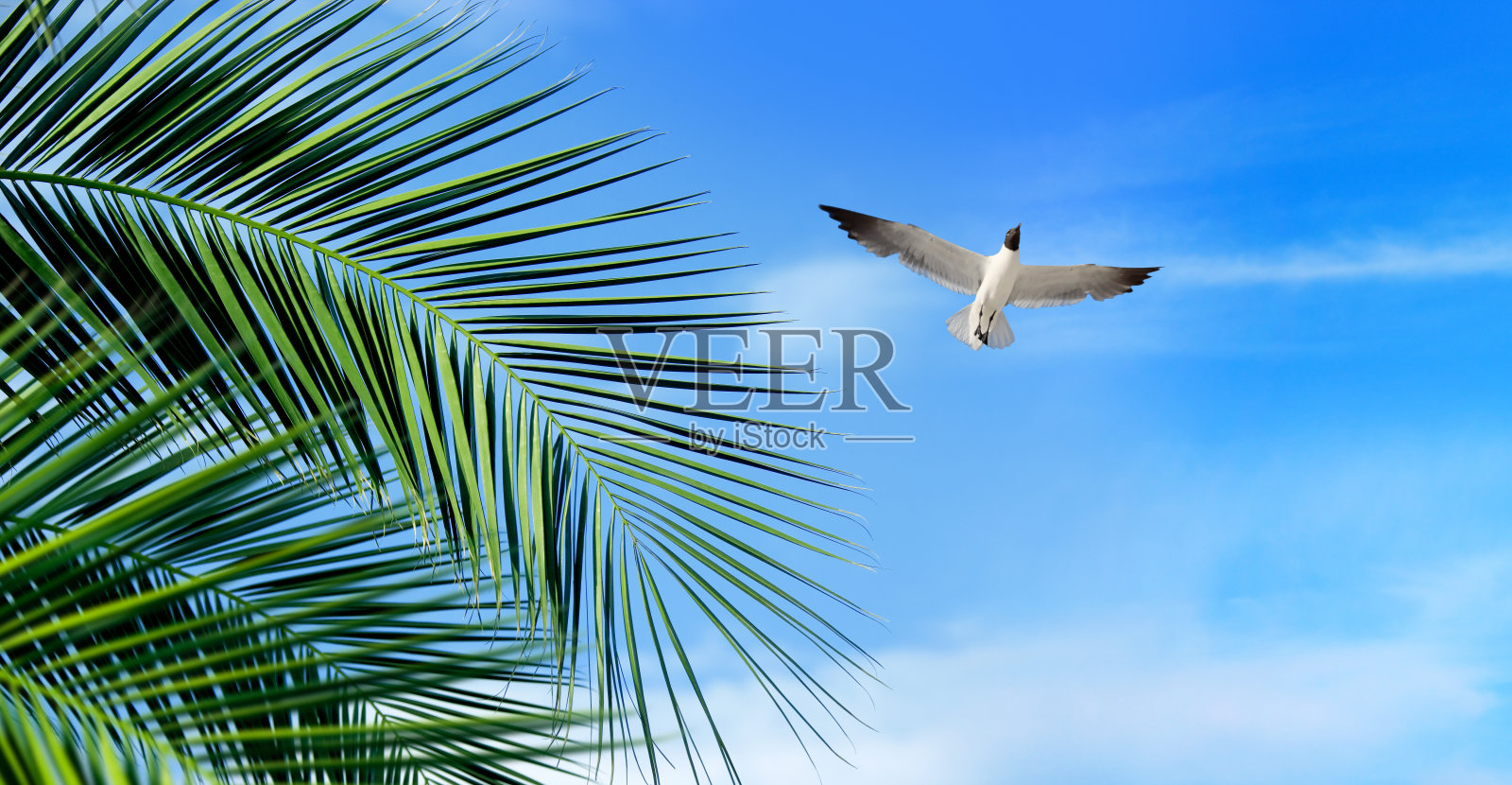 热带度假概念棕榈树和飞翔的海鸥照片摄影图片