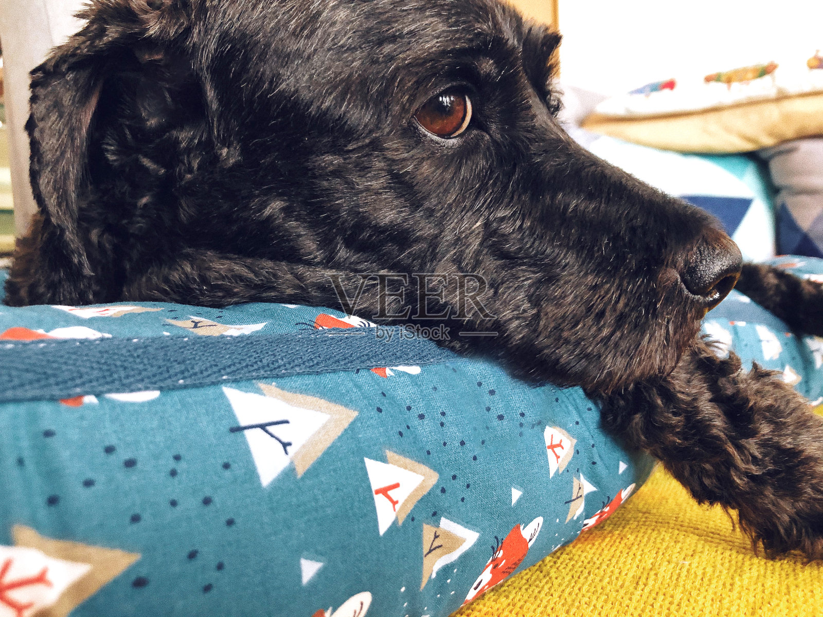 可爱的黑狗美丽的眼睛享受在家里照片摄影图片