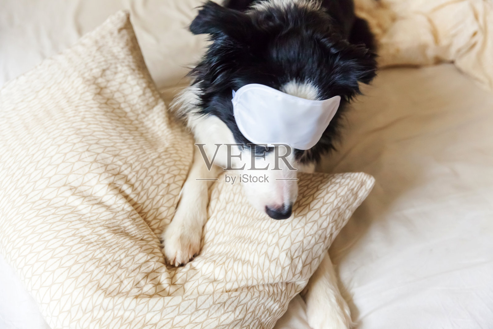 不要打扰我，让我睡觉。有趣的小狗边境牧羊犬戴着睡觉的眼罩躺在床上的枕头上，小狗在家里躺着睡觉。休息好，晚上失眠，午睡放松的概念照片摄影图片