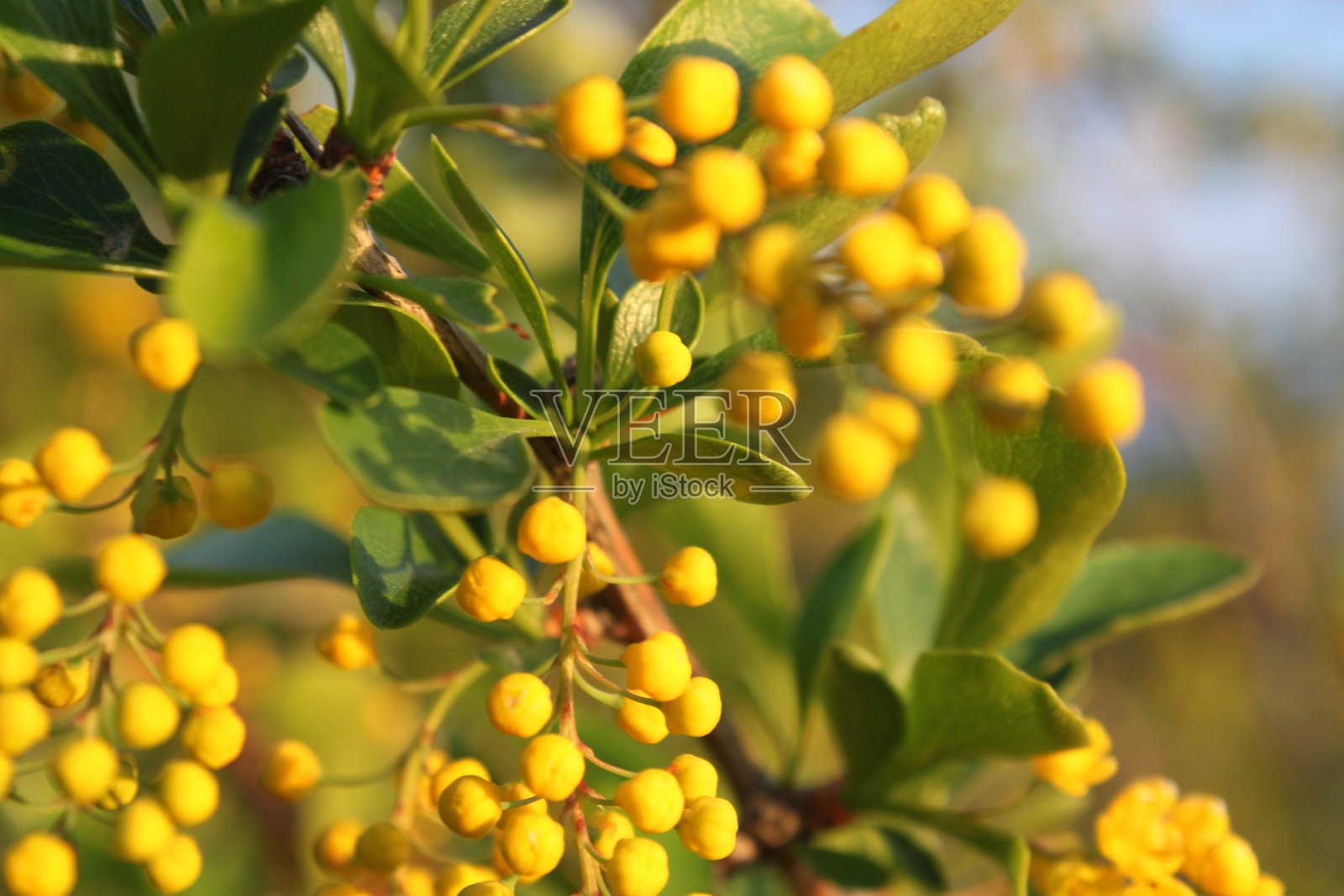 一串串黄色的小水果，阿尔金-埃梅尔自然公园，哈萨克斯坦照片摄影图片
