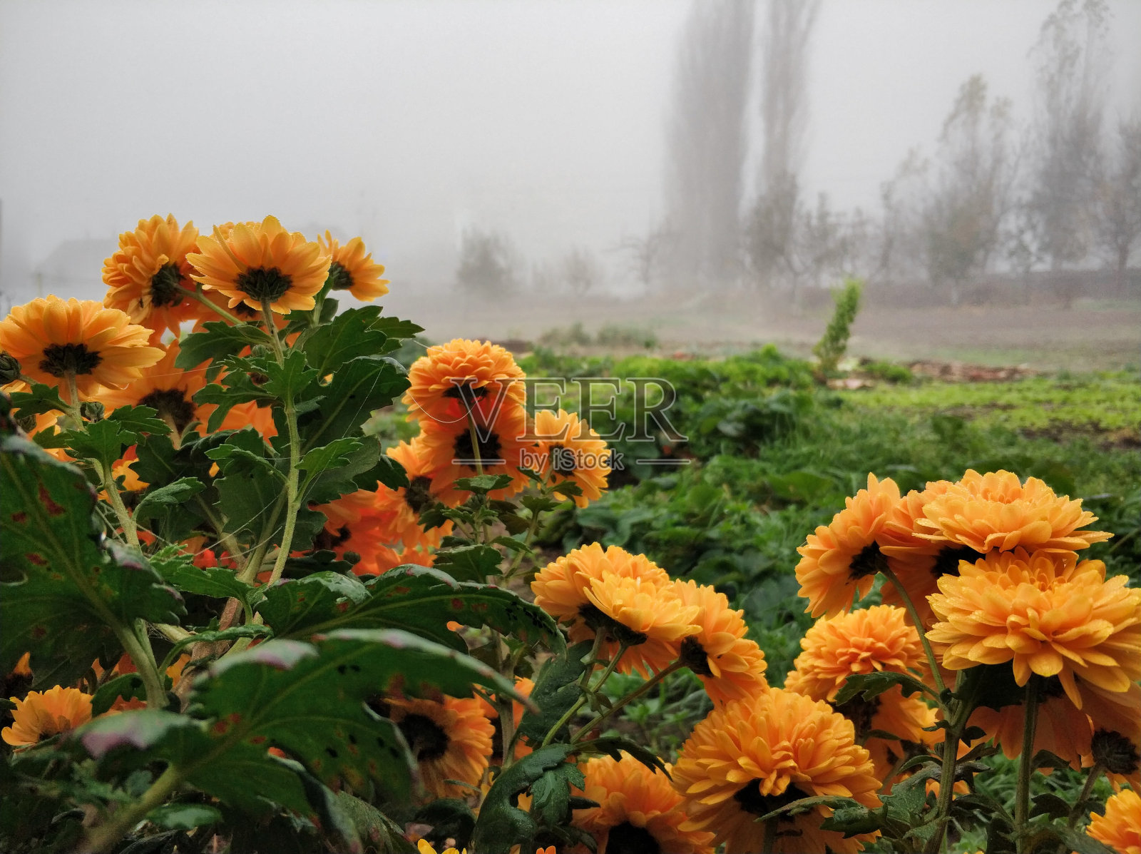 菊花丛在雾的背景上照片摄影图片