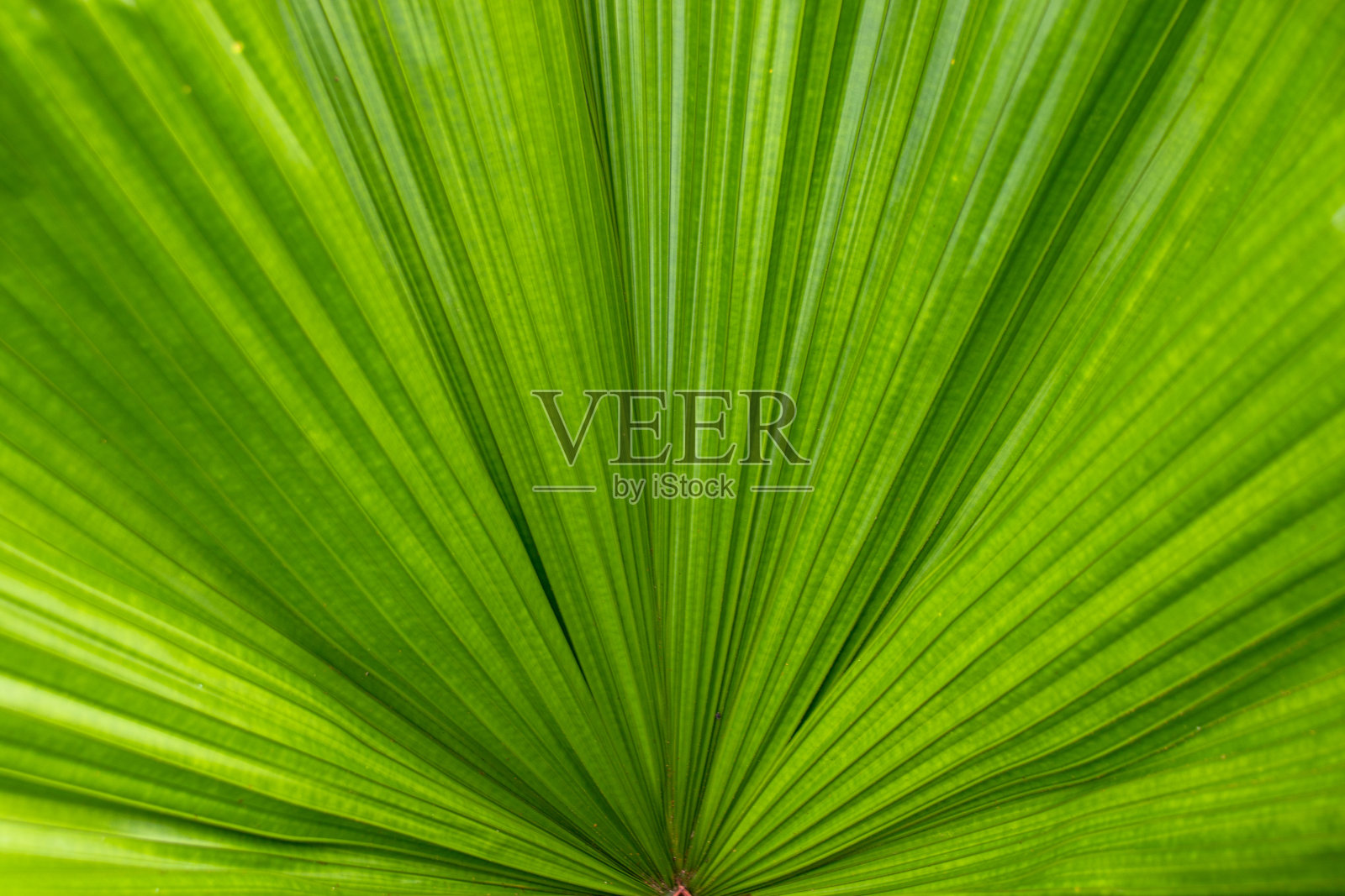 绿色棕榈叶的线条和纹理照片摄影图片