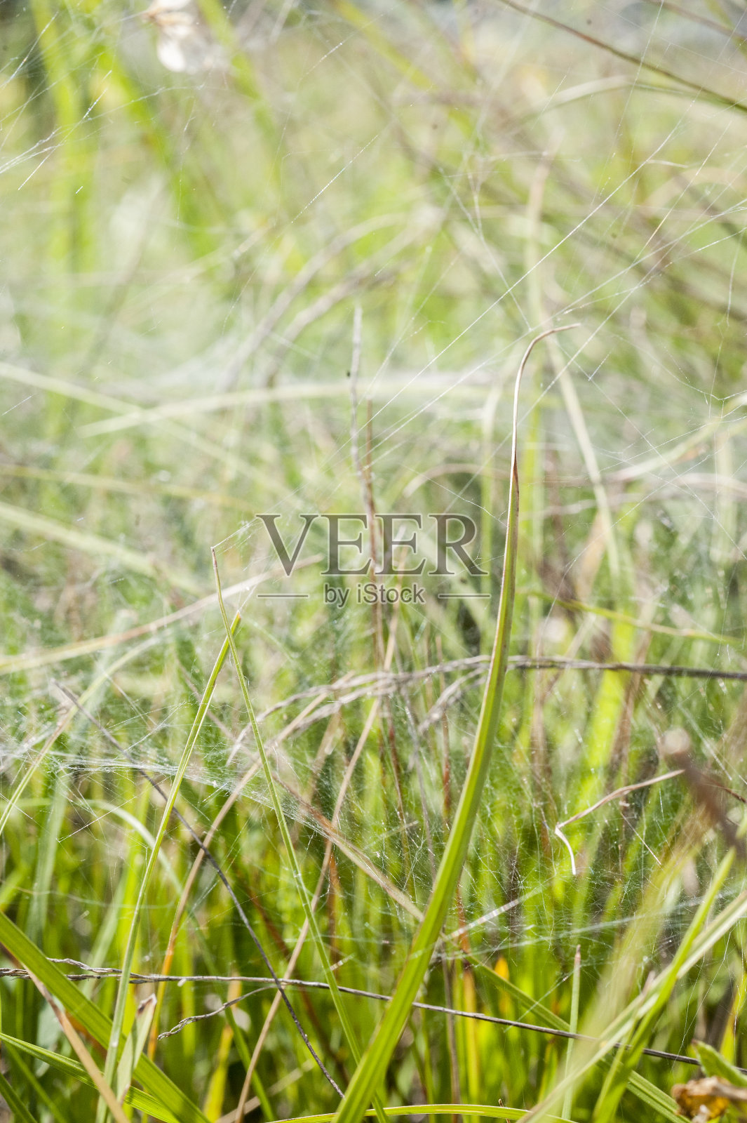 花圃上的蜘蛛网，选择性聚焦照片摄影图片