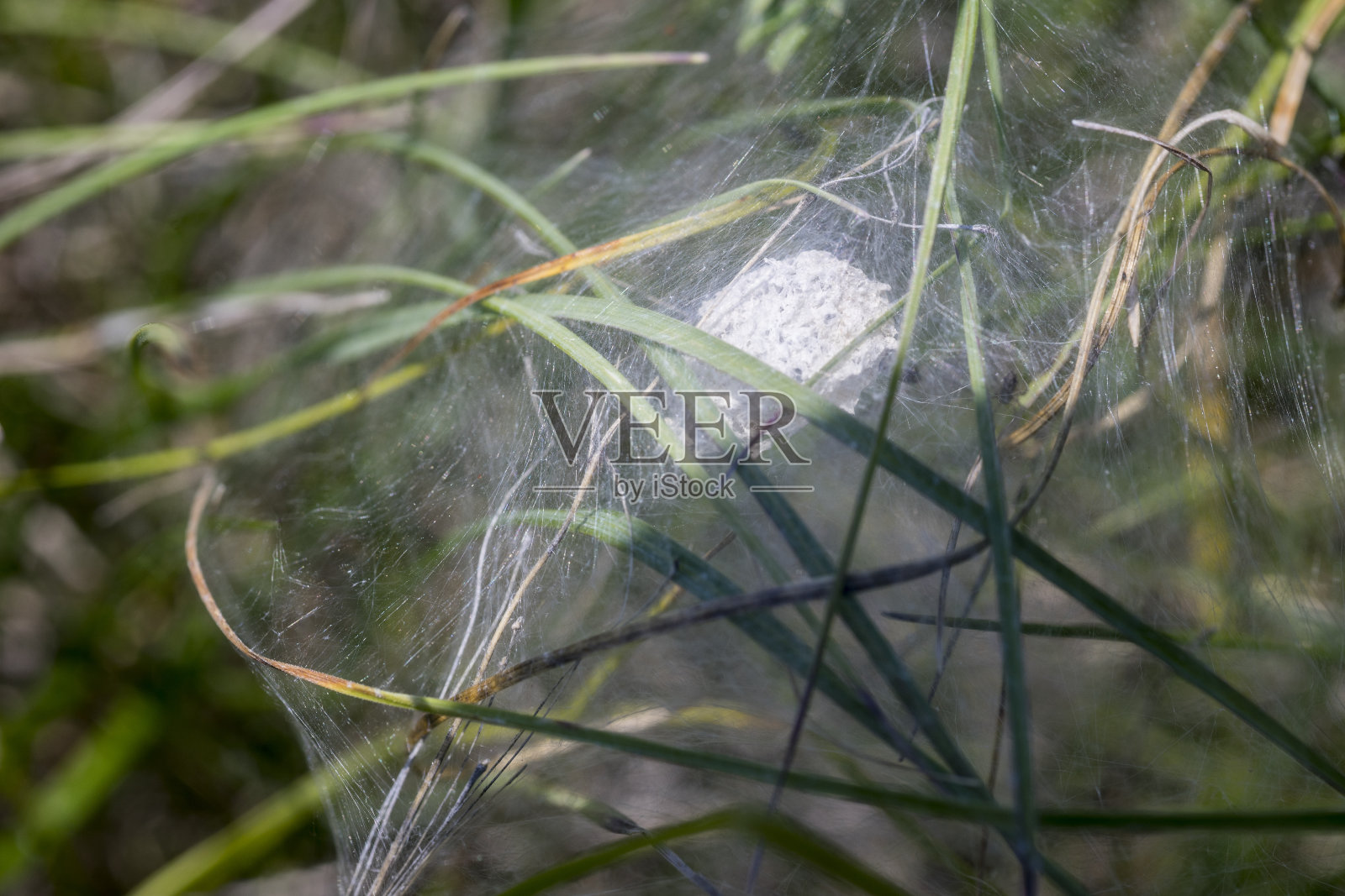 花圃上的蜘蛛网，选择性聚焦照片摄影图片