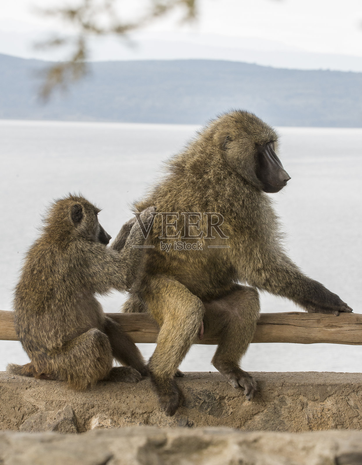 两只非洲狒狒在肯尼亚互相驱赶虱子照片摄影图片