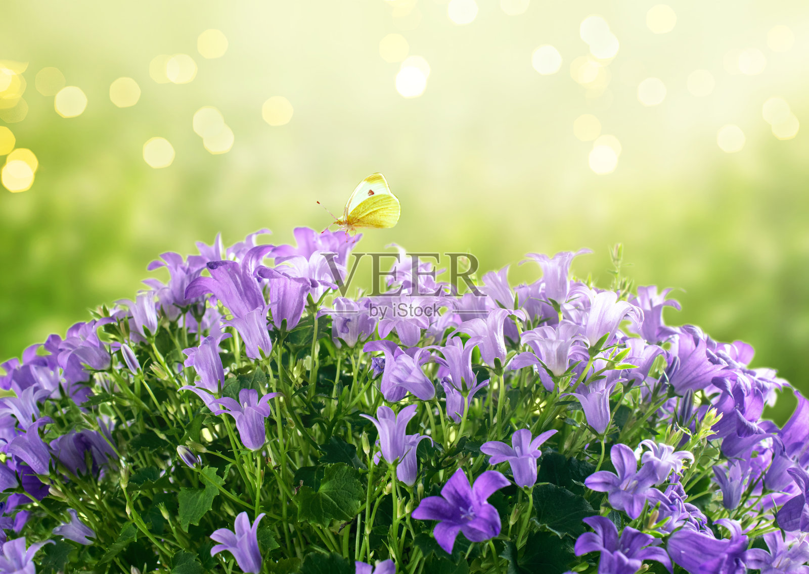 神秘的春天或夏天明亮的阳光与盛开的幻想风铃花风铃花和坐黄蝴蝶的背景照片摄影图片