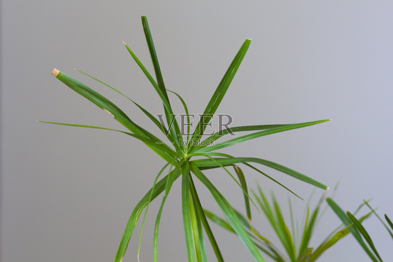 香莎草叶室内植物在灰色的背景照片摄影图片