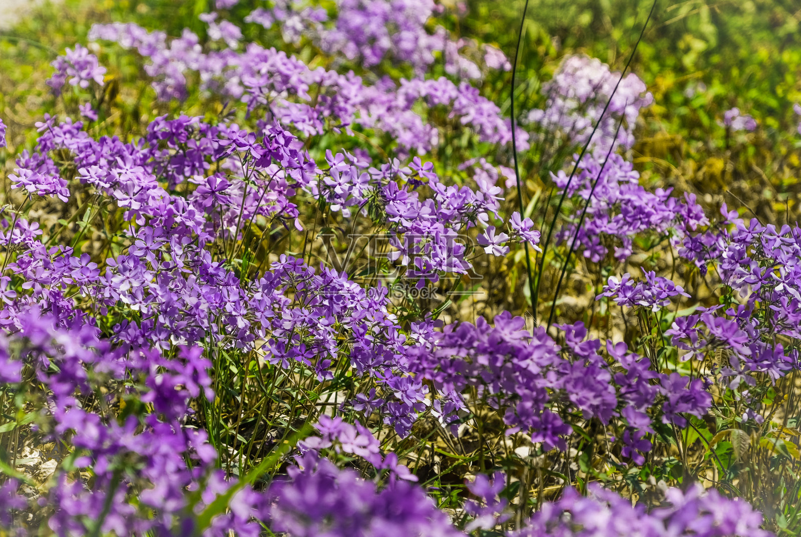 春天盛开的野花蓝夹竹桃照片摄影图片