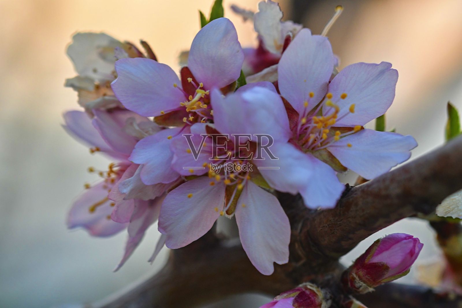 杏花迎蓝天，浅景深。拉丁名-扁桃(Prunus dulcis)。杏树开花，春暖花开。照片摄影图片