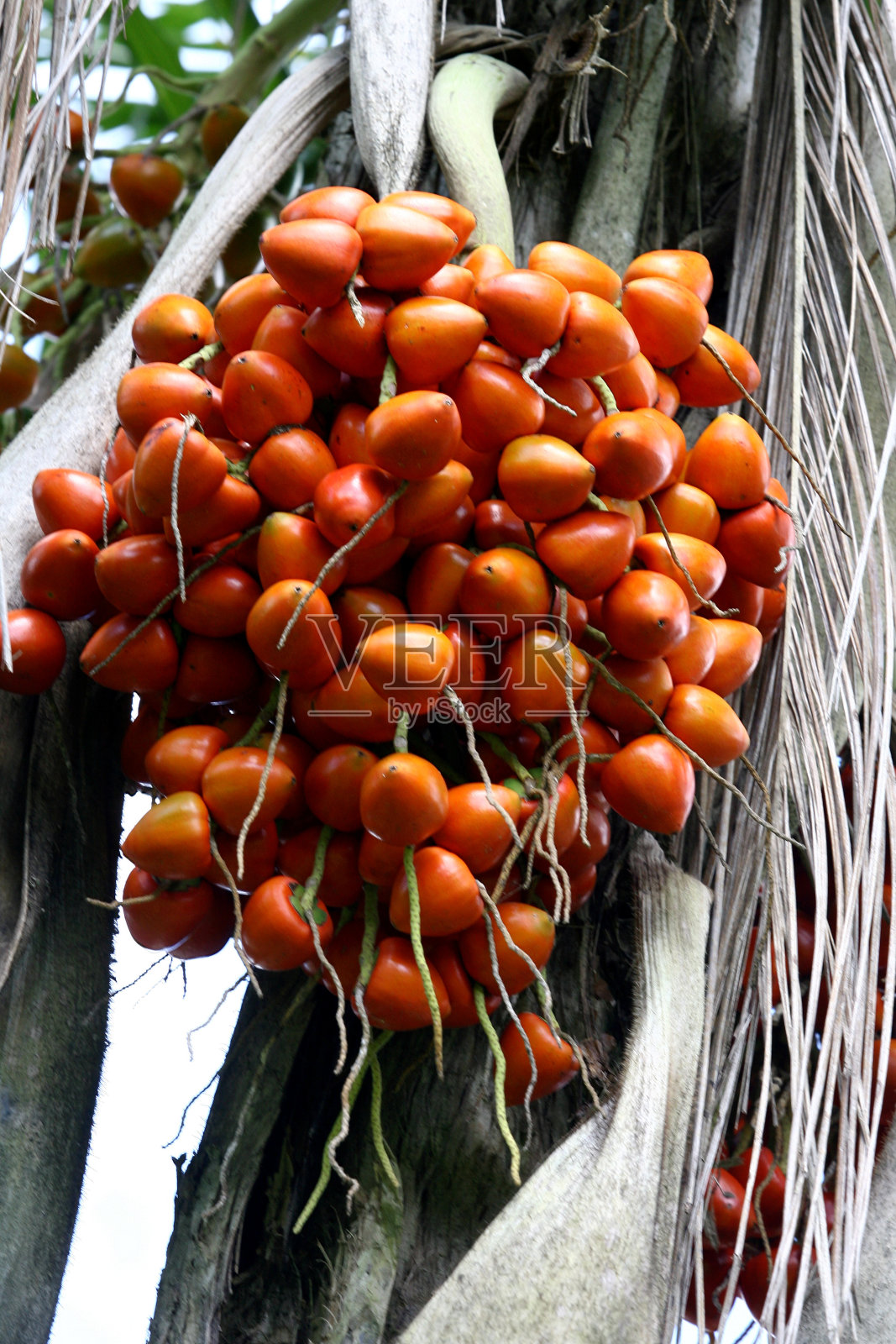 棕榈种植园生产棕榈心照片摄影图片