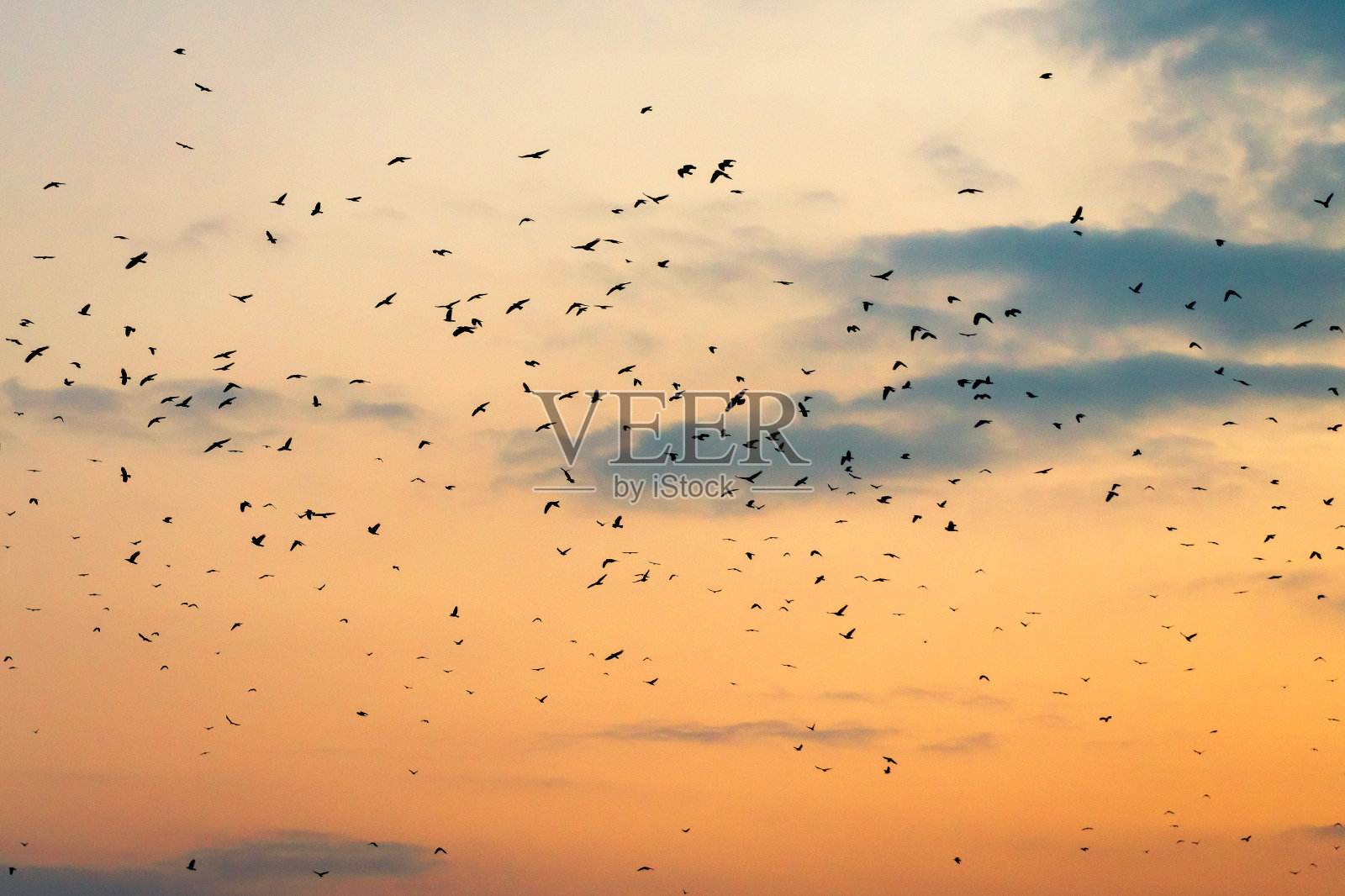 傍晚鸟群遮盖天空的剪影照片摄影图片