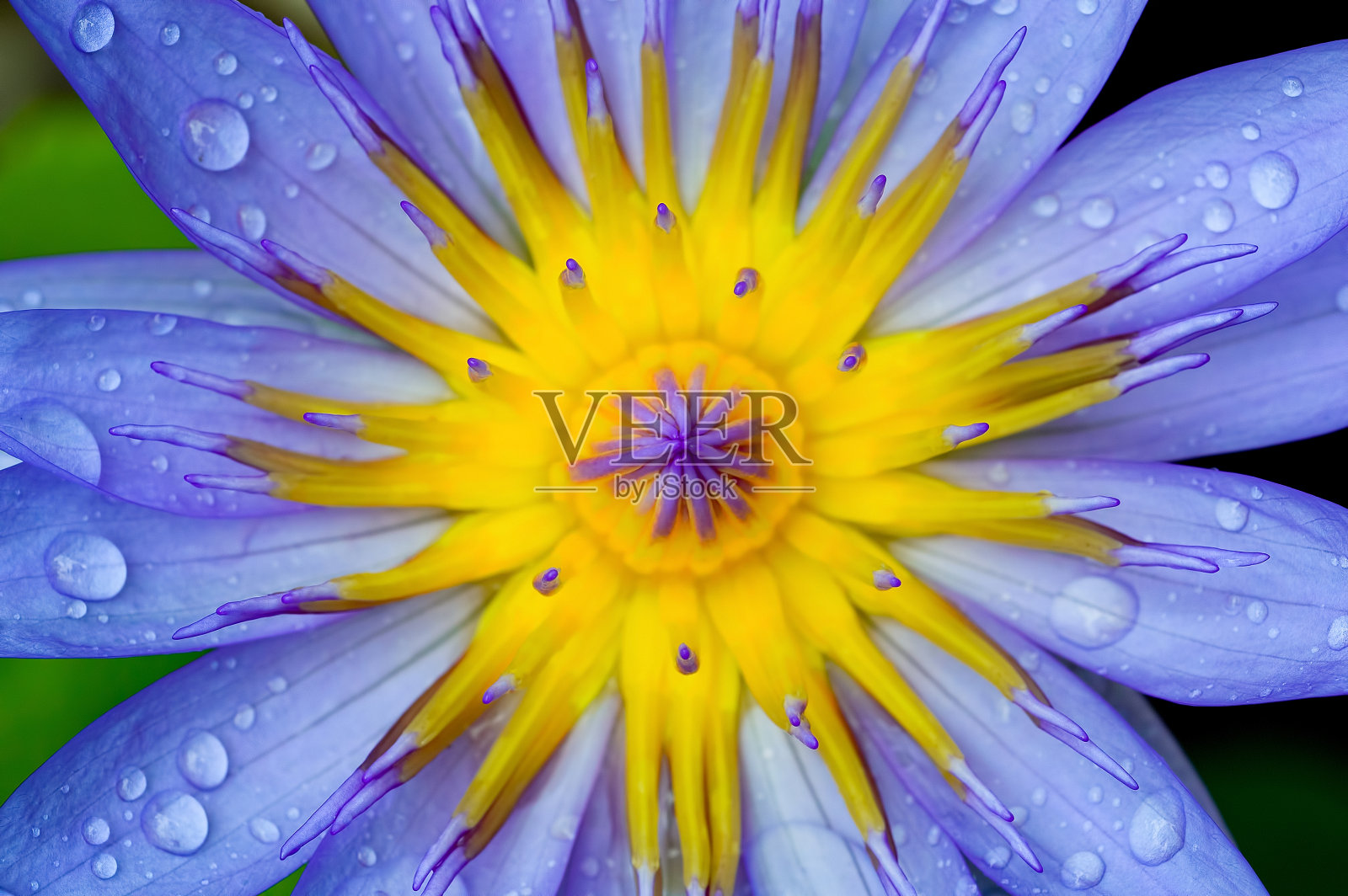 雨溅在紫罗兰莲花上照片摄影图片