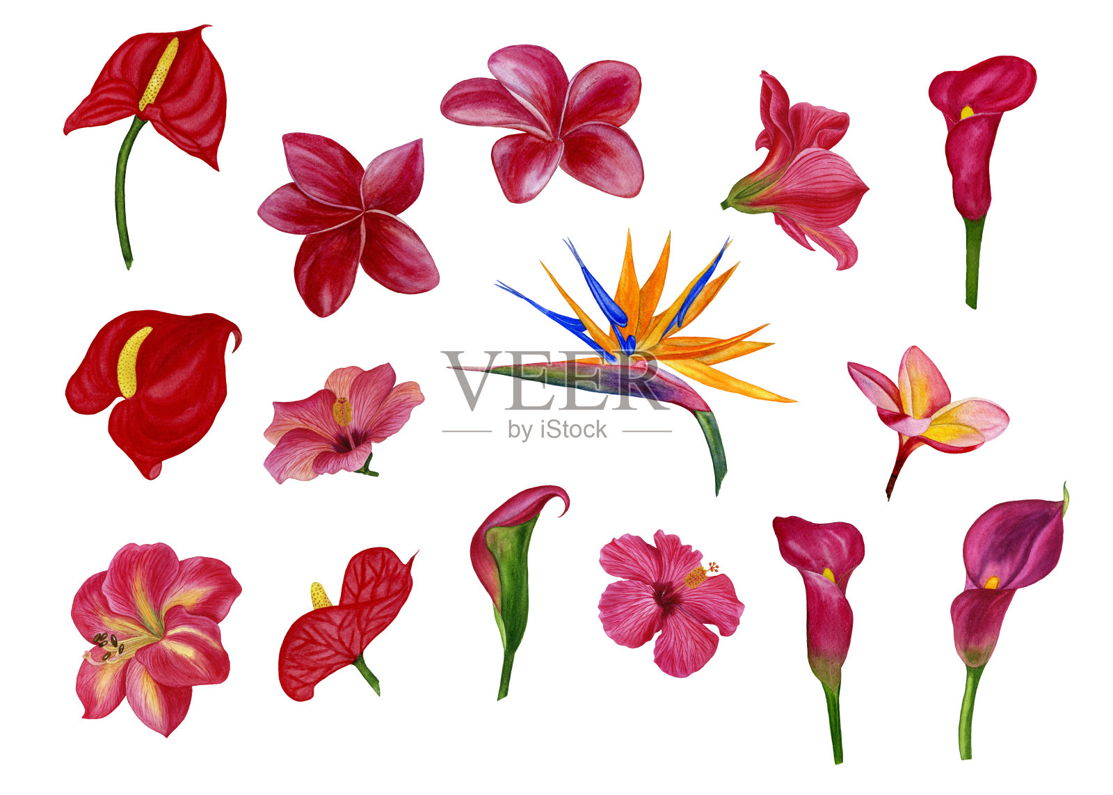水彩画一套热带花卉。插画图片素材