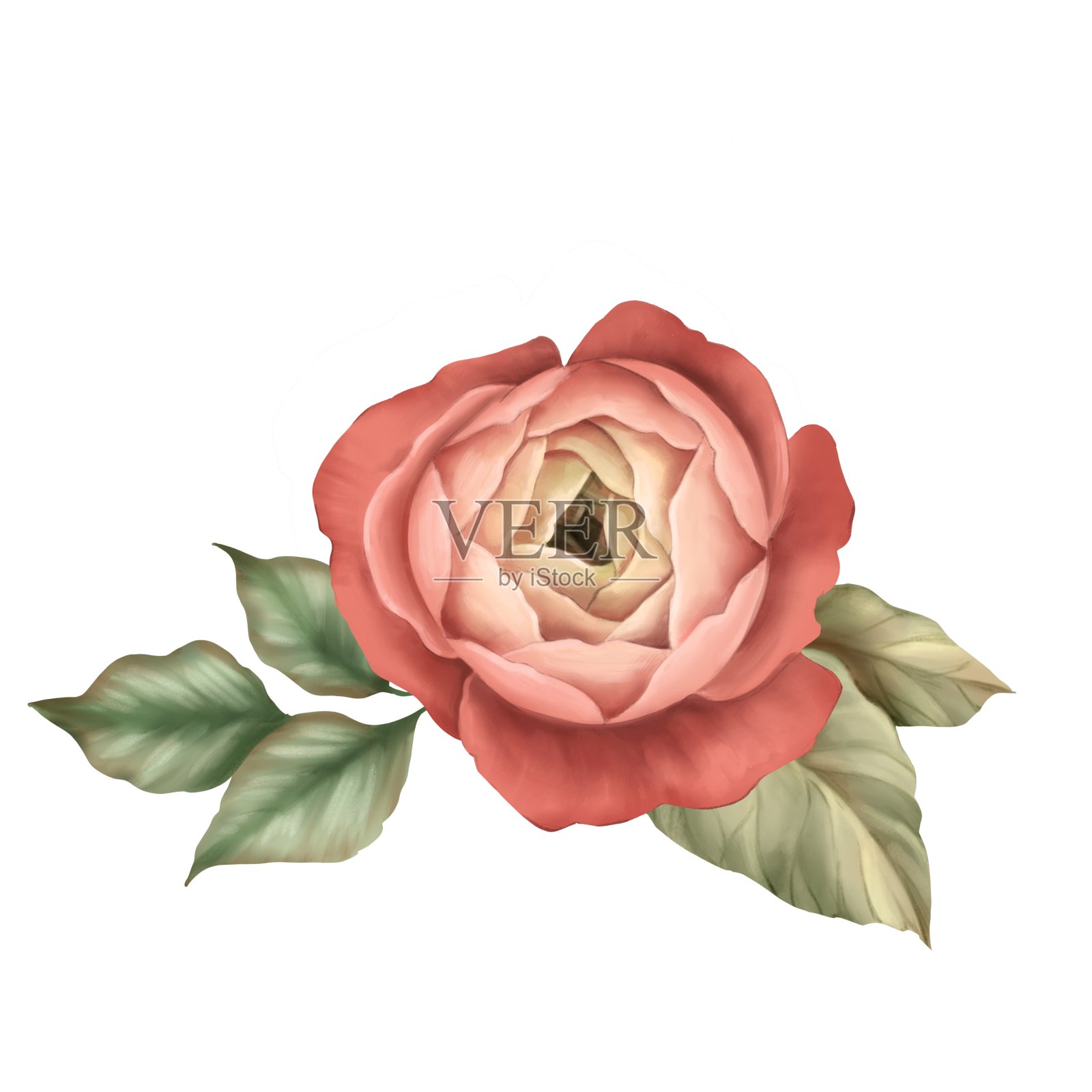 红玫瑰。孤立在白色背景上。插画图片素材