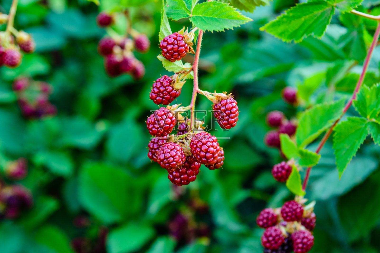 花园里一丛黑莓上未成熟的浆果照片摄影图片