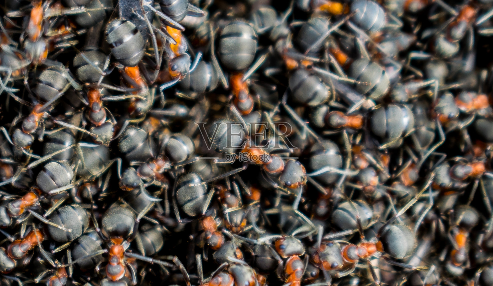 大量的蚂蚁。蚂蚁苔藓。照片摄影图片