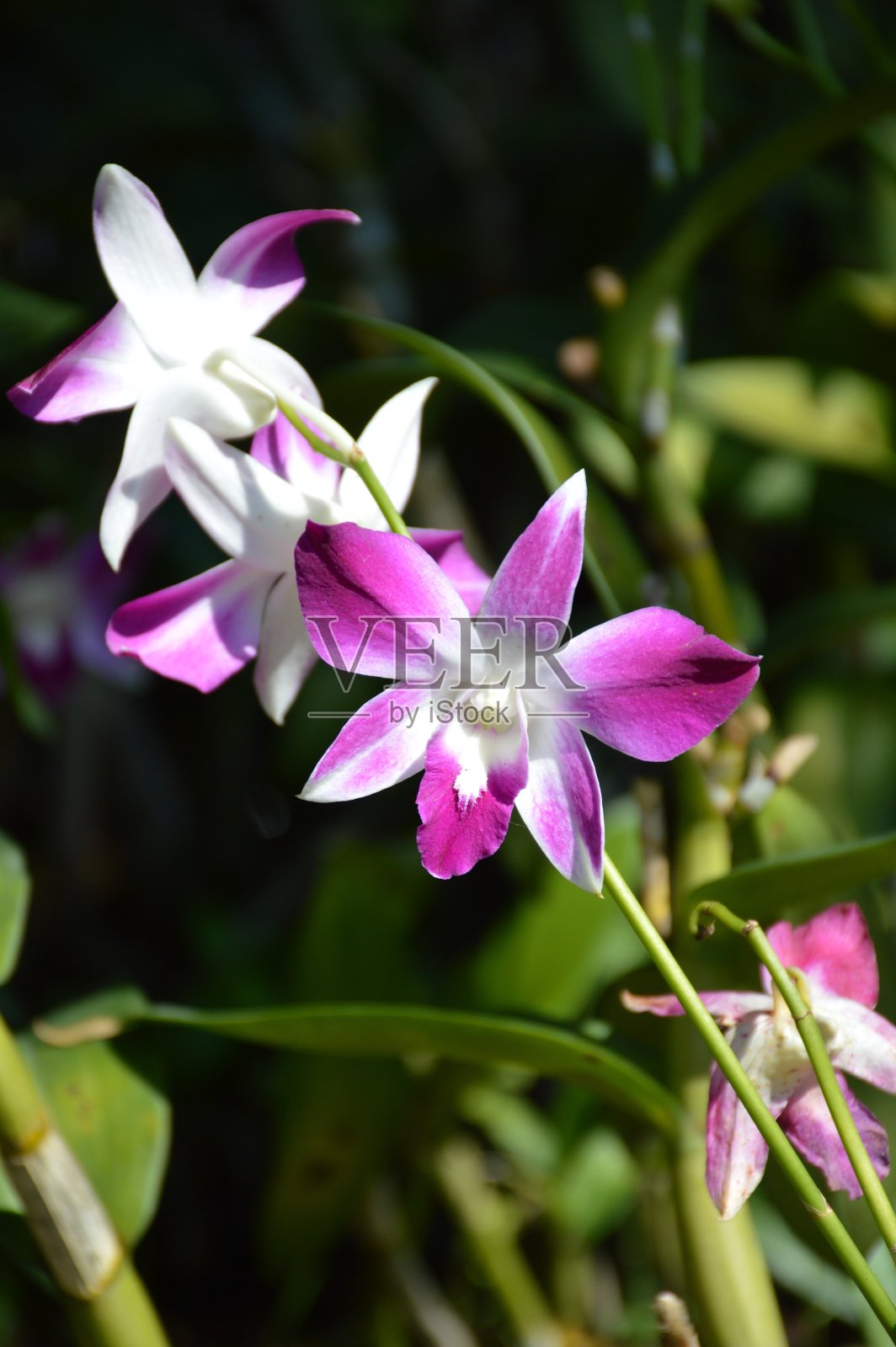 紫兰花在自然花园照片摄影图片