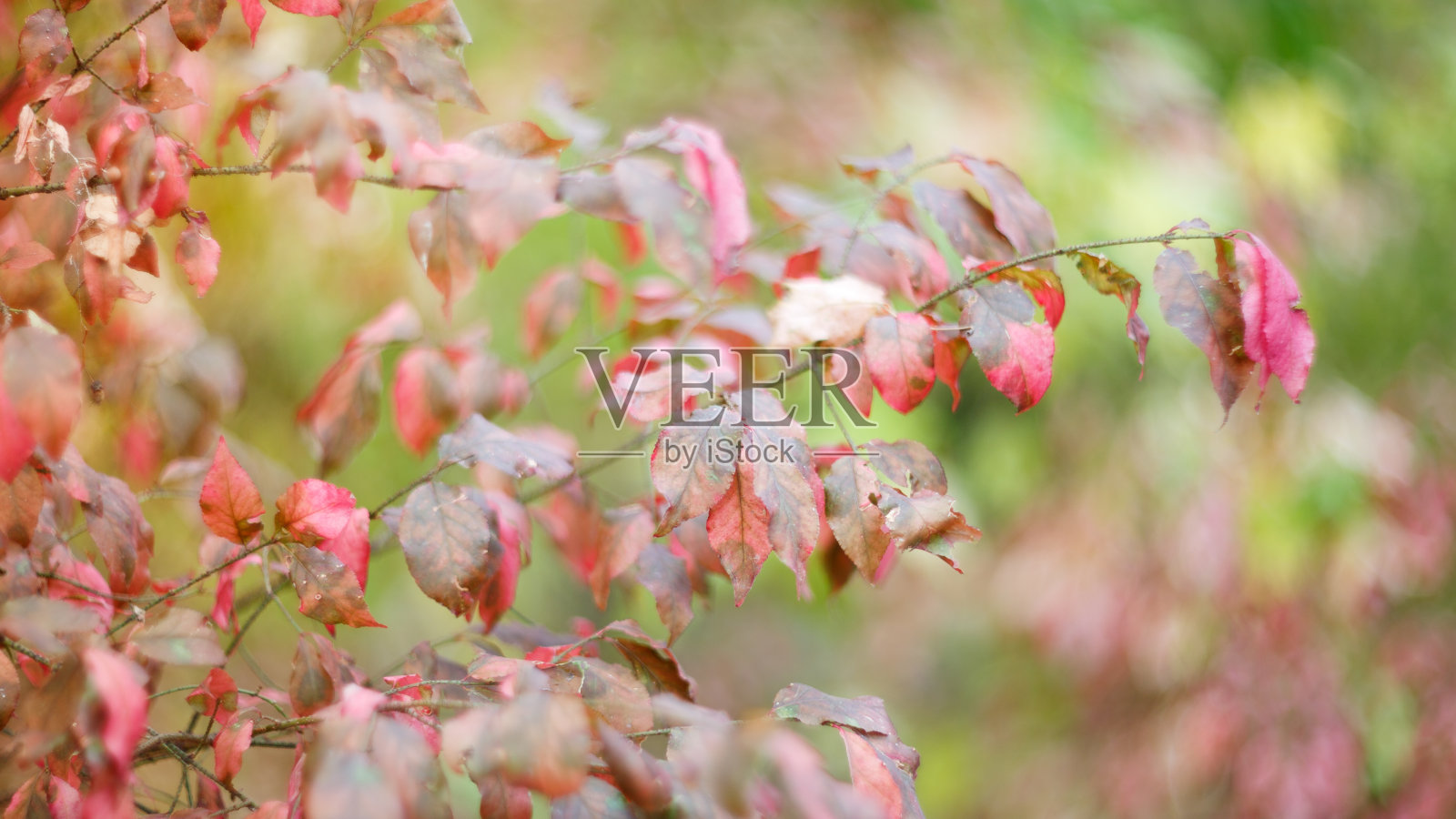 秋天的树叶，色彩鲜艳，叶子红黄相间。照片摄影图片