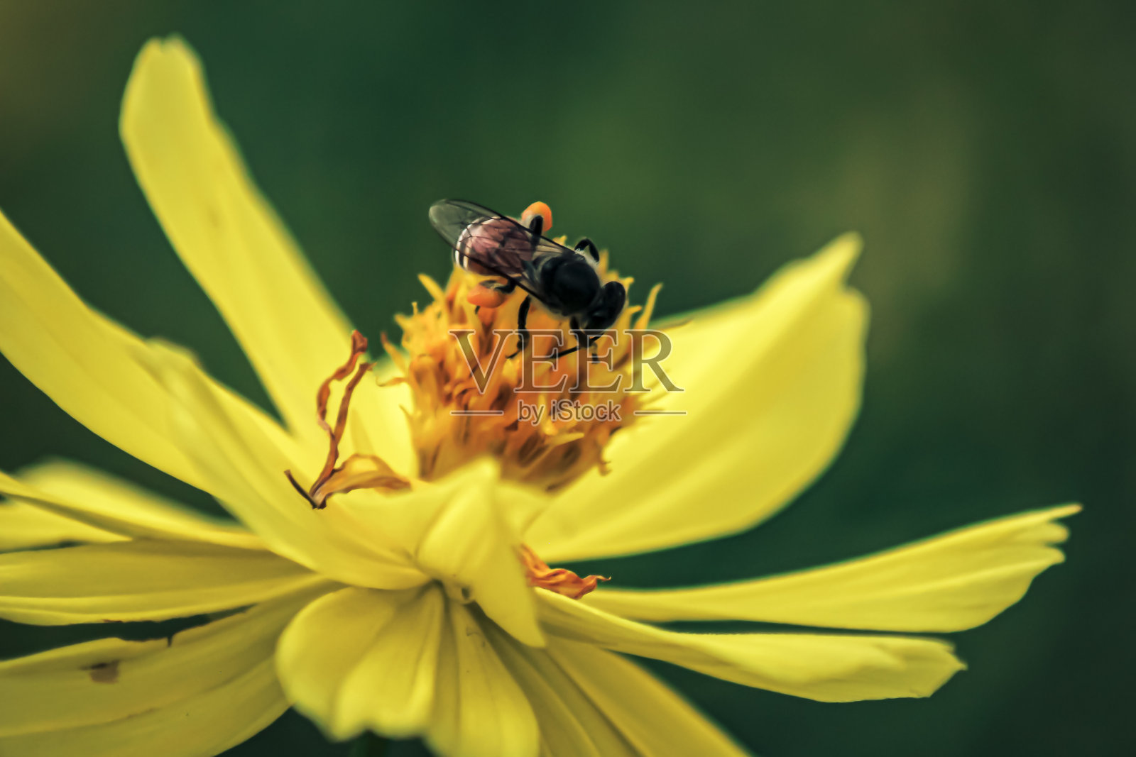 模糊不清的自然背景蜜蜂或蜜蜂在黄花上采集花蜜照片摄影图片