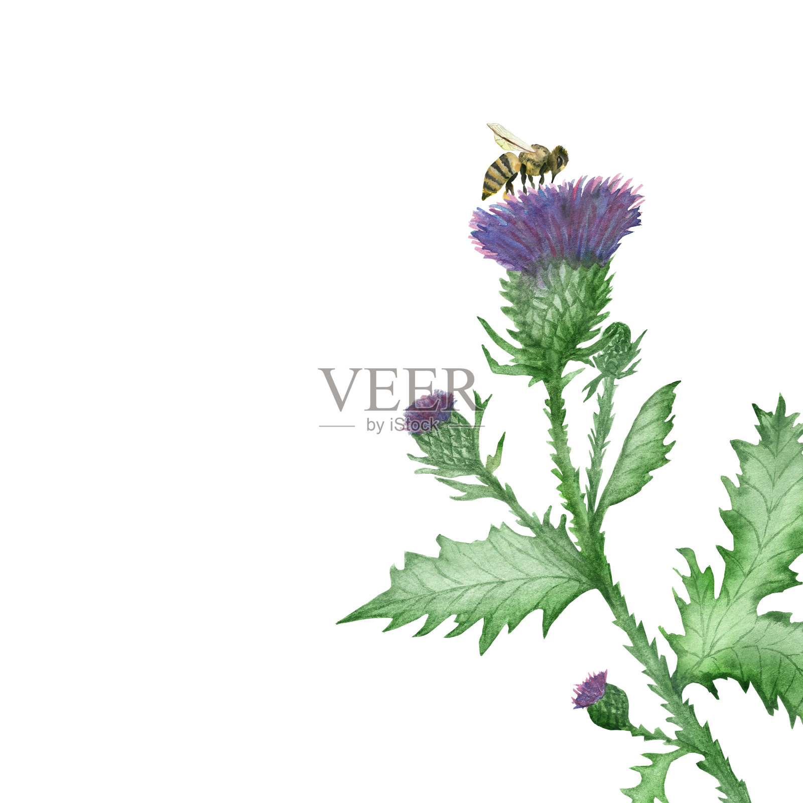 水彩手绘自然杂草绿叶植物组成与乳蓟紫针花，绿色的叶子在枝，芽和黑黄色的蜜蜂昆虫在白色的背景插画图片素材