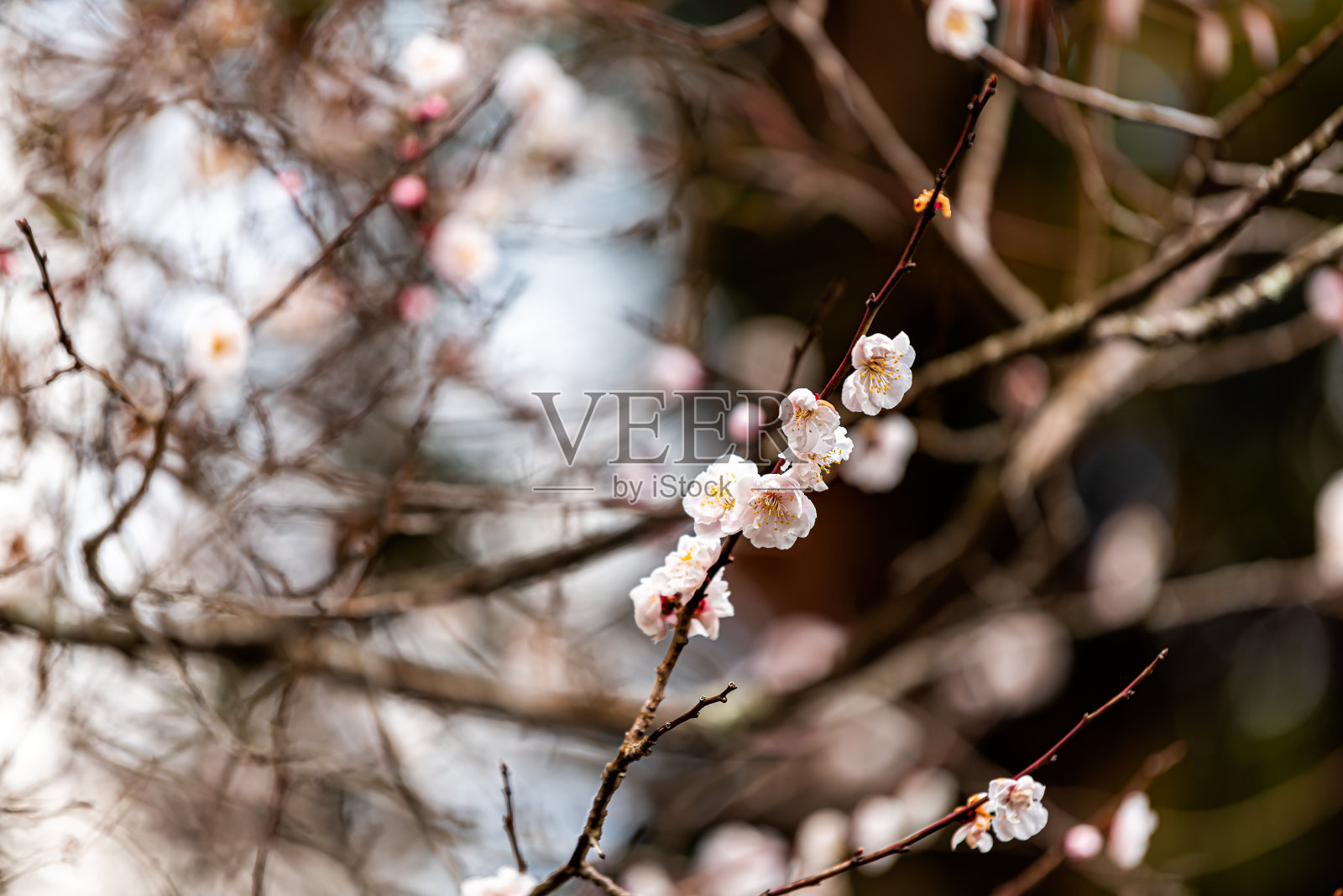 樱花树樱花盛开照片摄影图片