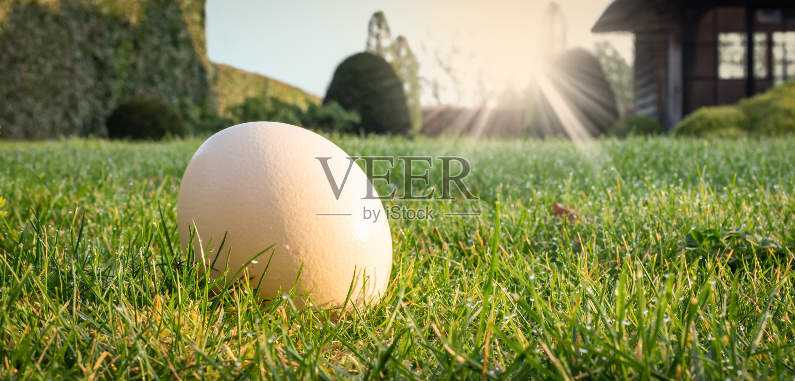 寻找复活节彩蛋的主题。在一个阳光明媚的早晨，花园里的草坪上有一颗白色的天然鸡蛋。照片摄影图片