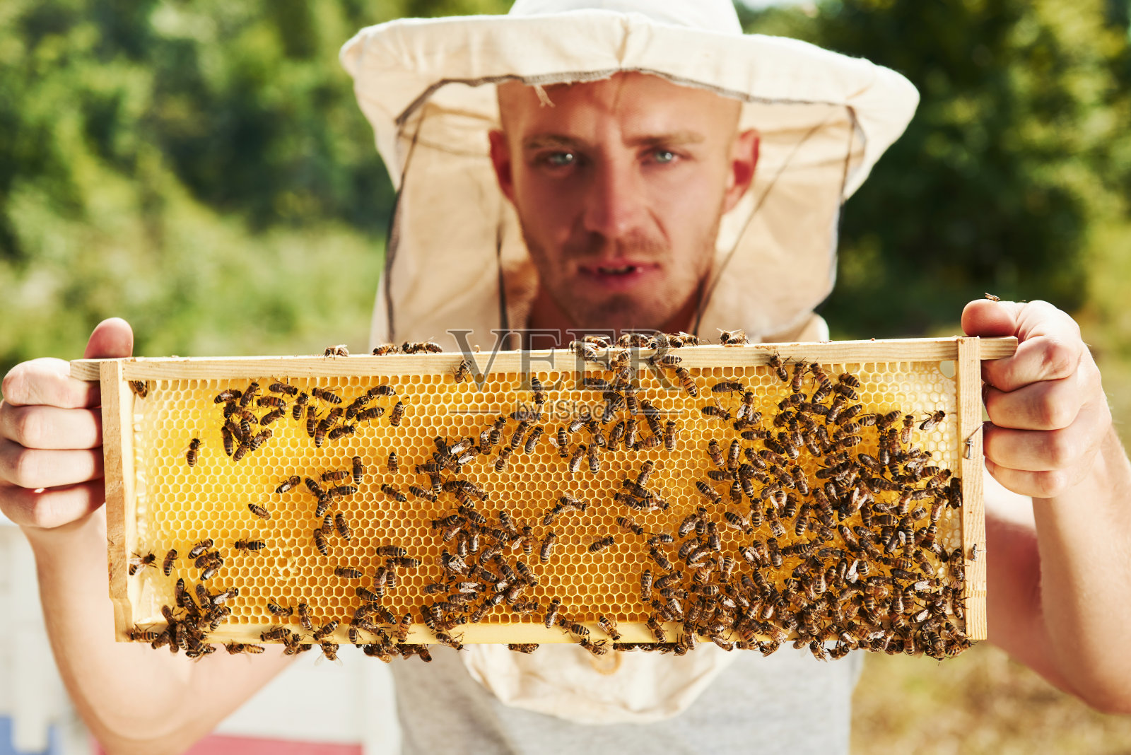 看起来简单。养蜂人在阳光灿烂的日子里在户外用装满蜜蜂的蜂巢工作照片摄影图片