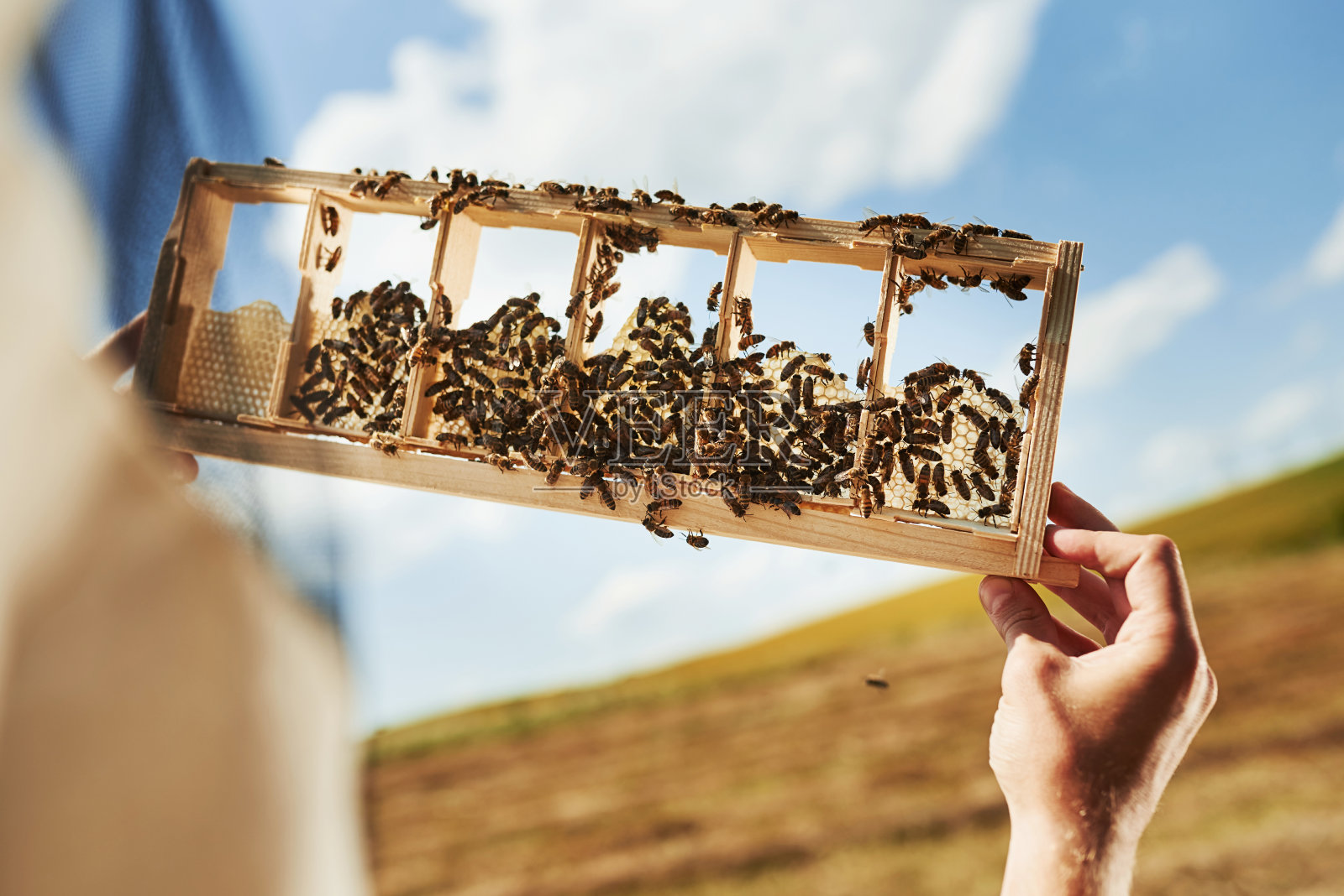 关闭视图。养蜂人在阳光灿烂的日子里在户外用装满蜜蜂的蜂巢工作照片摄影图片