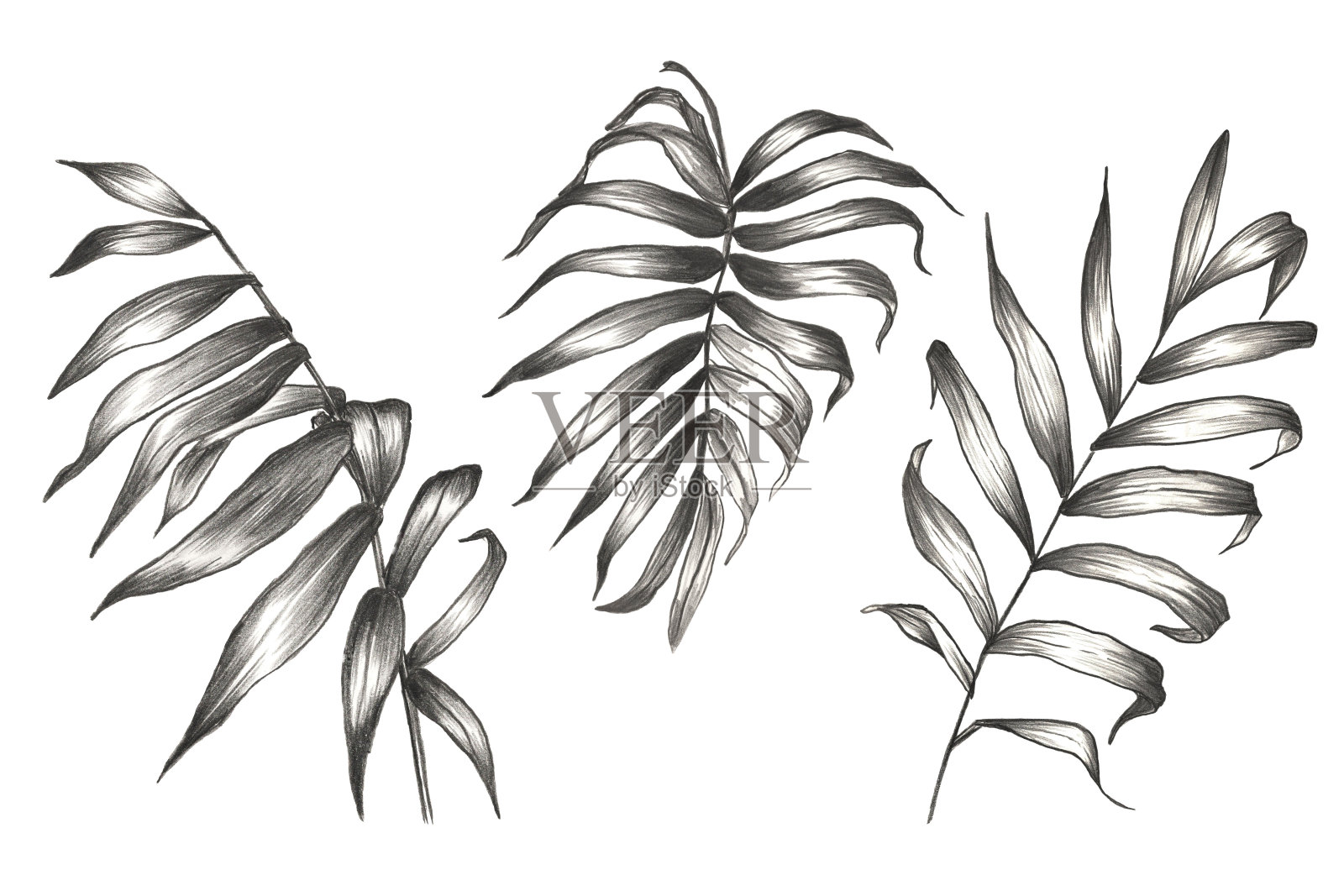 一套棕榈和香蕉叶与热带花。热带设计铅笔。插画图片素材