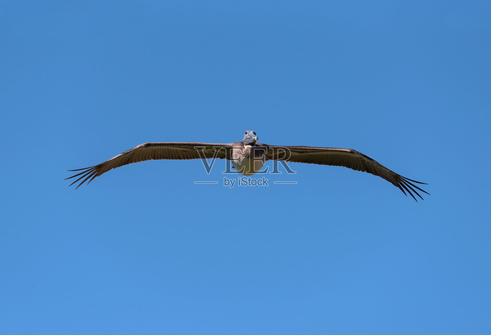 鹈鹕在蓝天下从前方飞行照片摄影图片