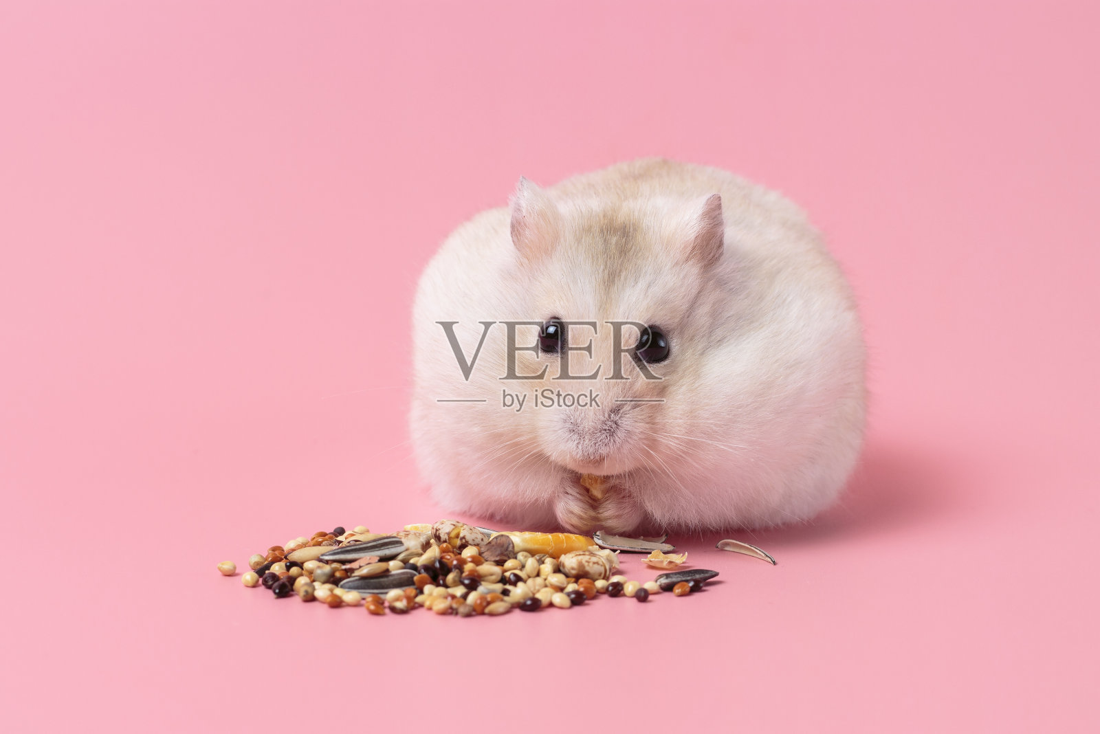 侏儒毛茸茸的仓鼠吃谷物在粉红色的背景正面视图。照片摄影图片