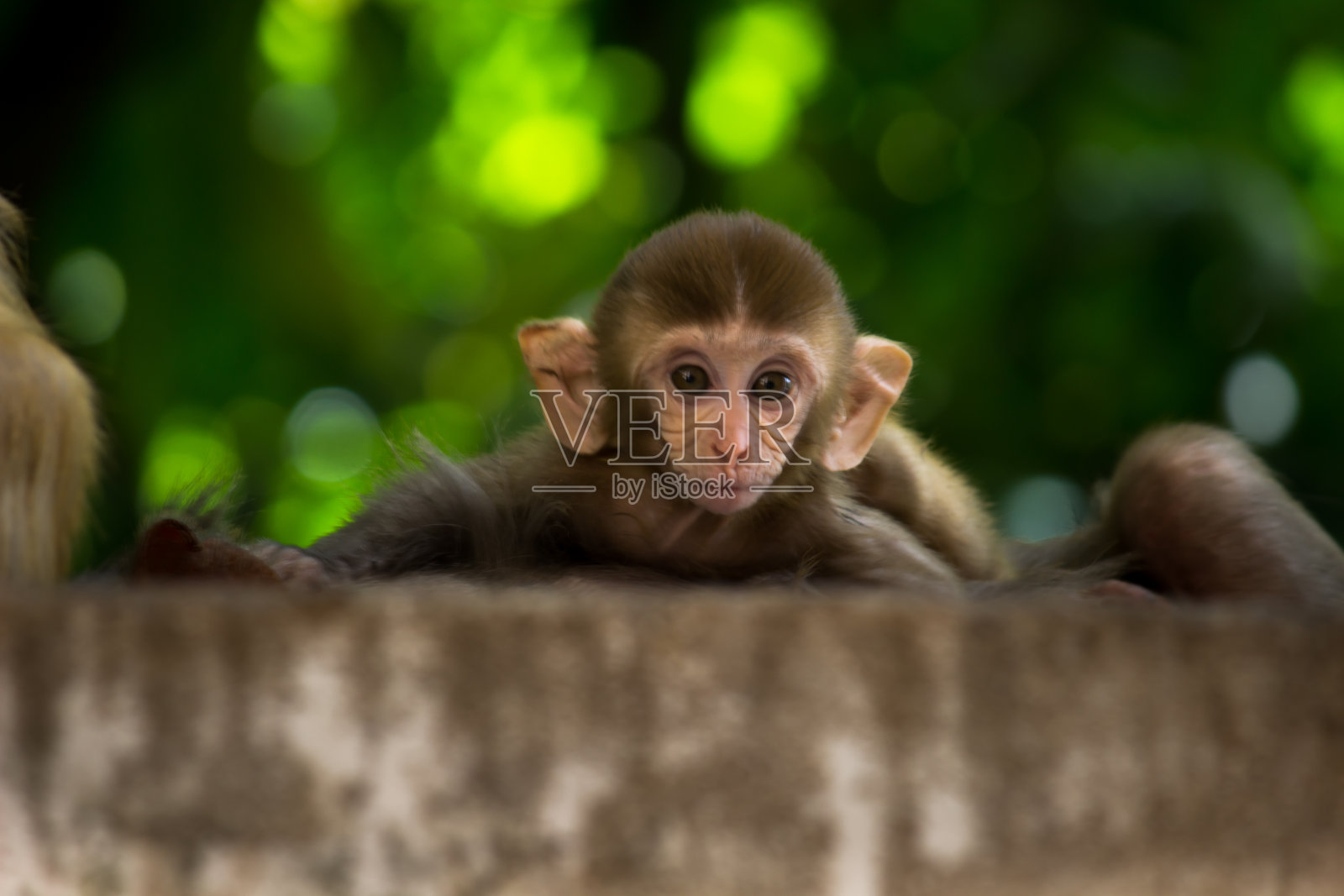 恒河猕猴猴照片摄影图片