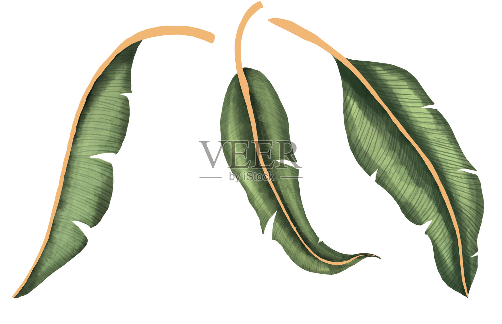 香蕉叶子水彩插画图片素材
